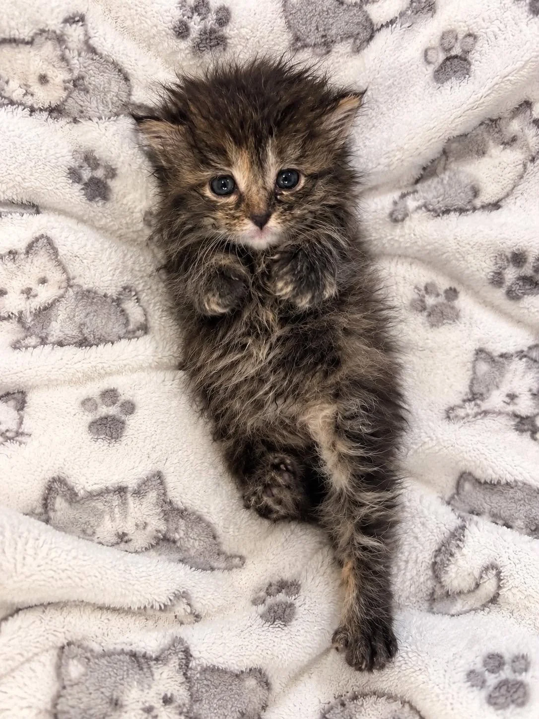 Peanut 1.jpg