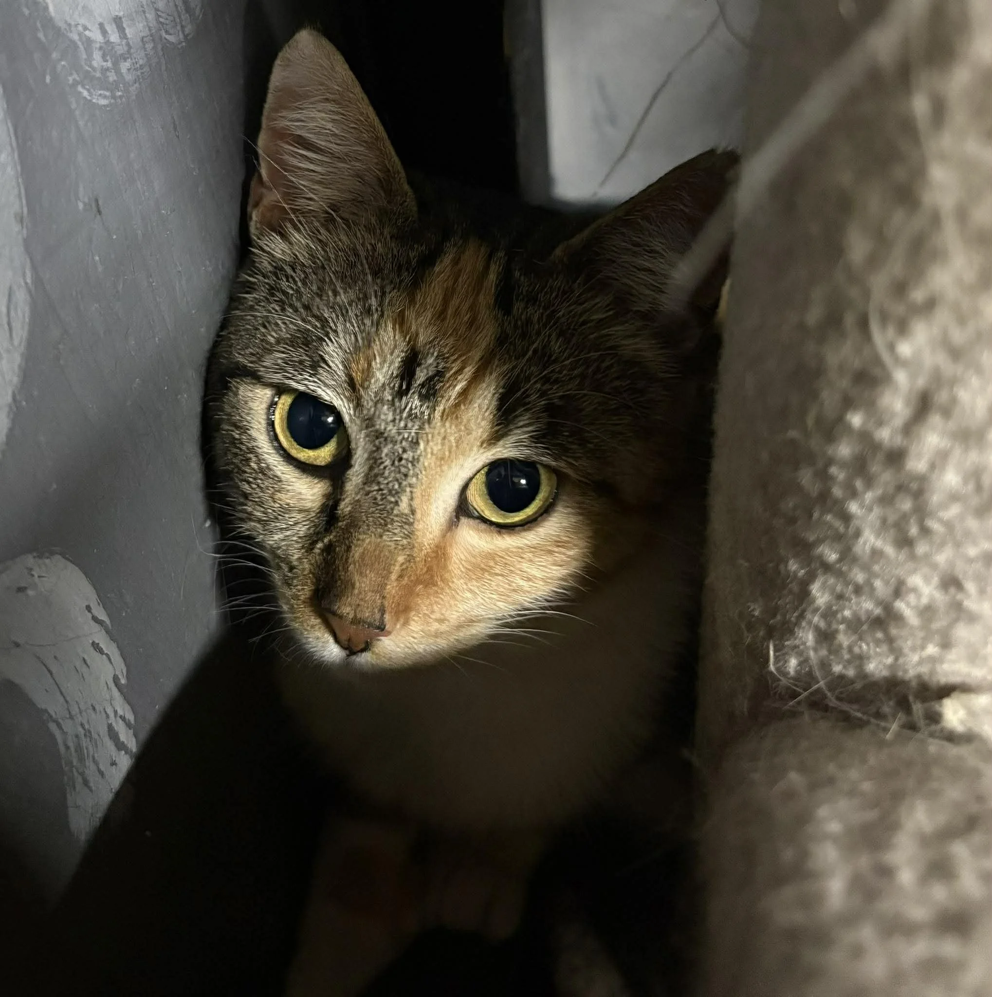 Lucy 13.jpg