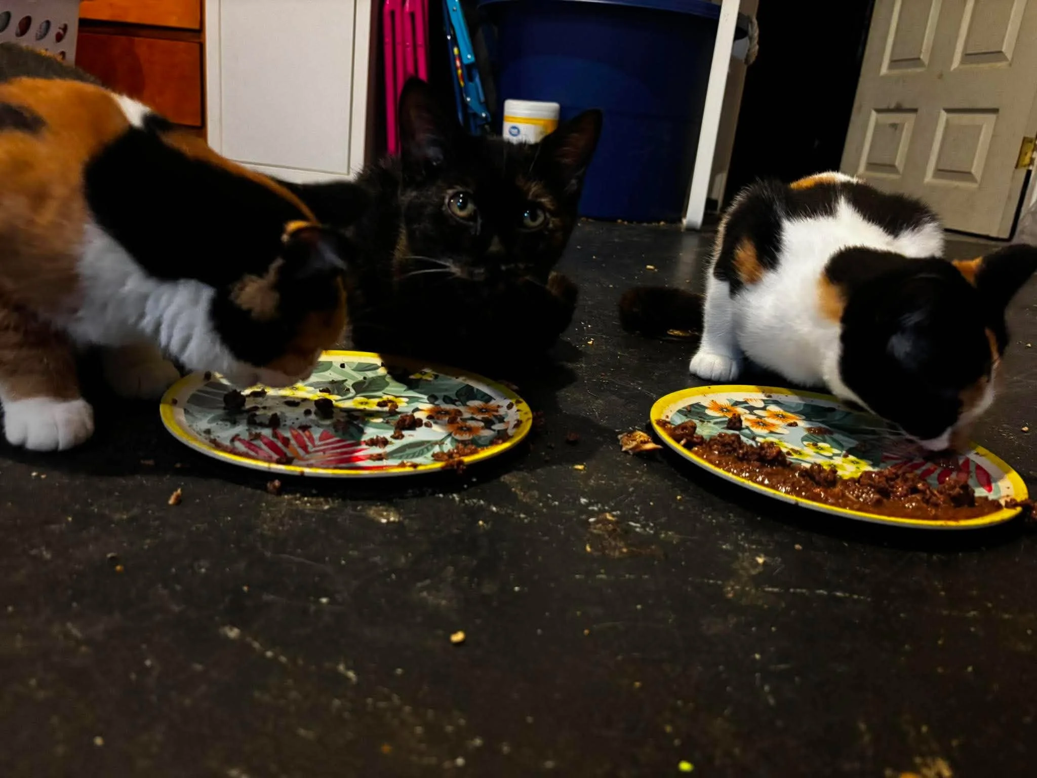 Stampy, magnet & Shredder.jpg