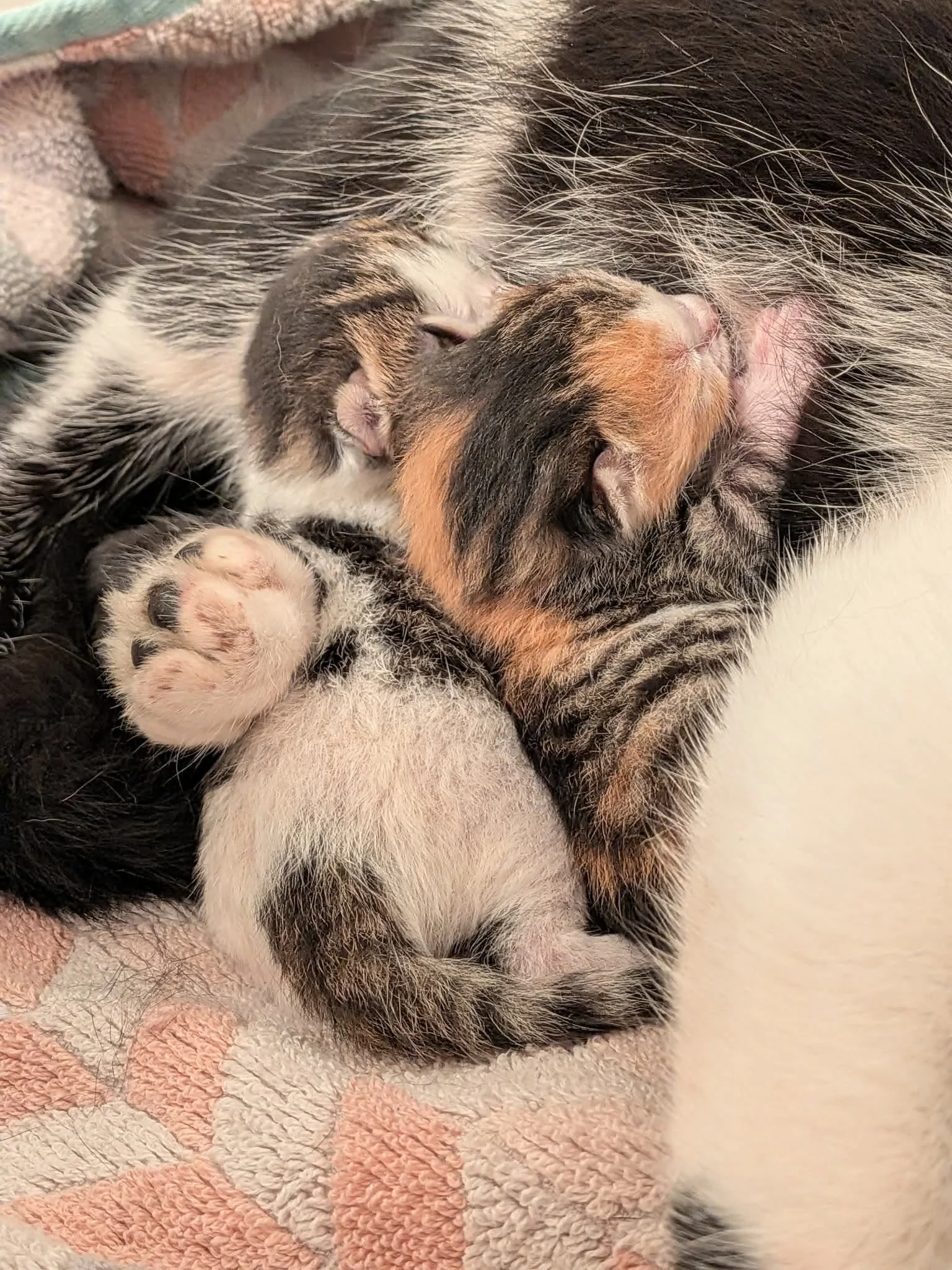 Lilah & Lily.jpg