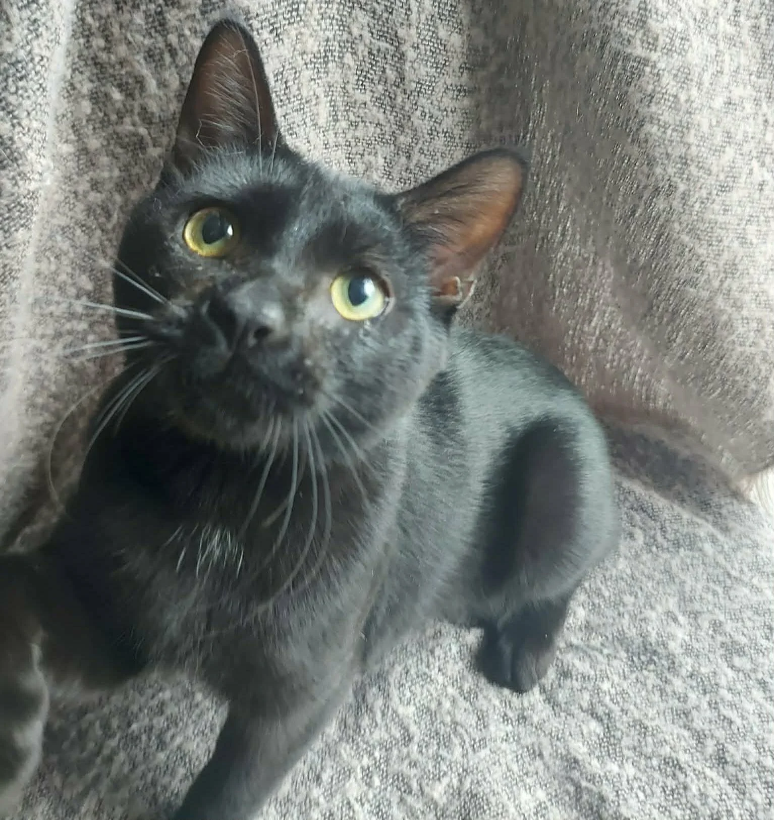 Ghosty