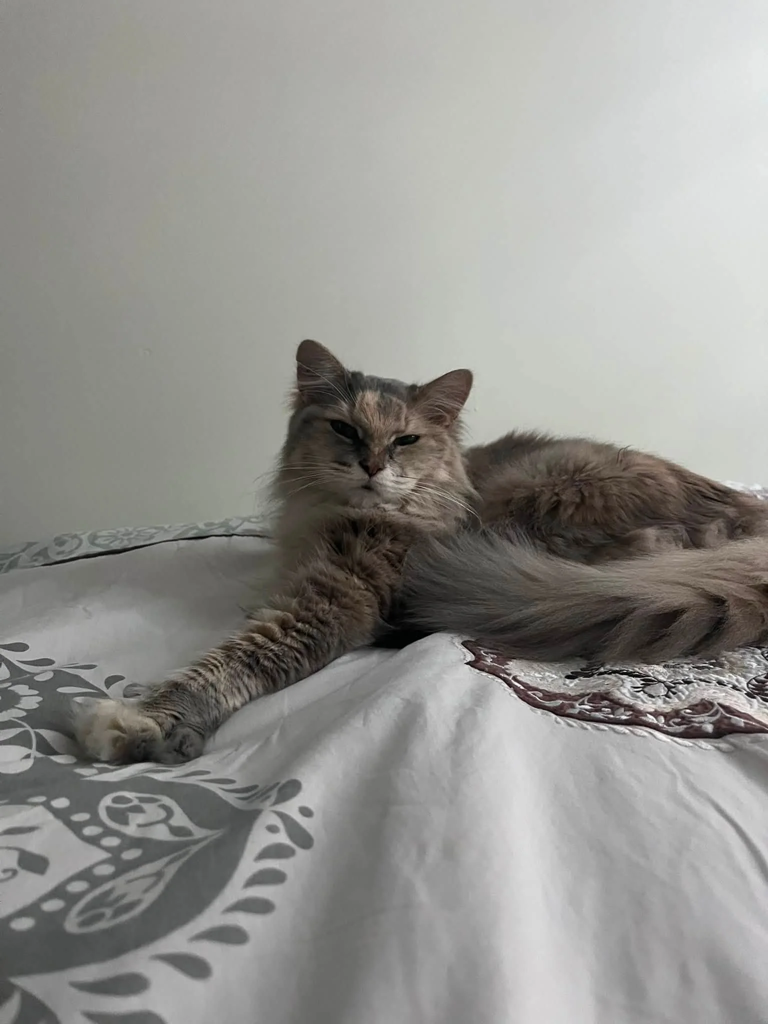 Ivy 9.jpg