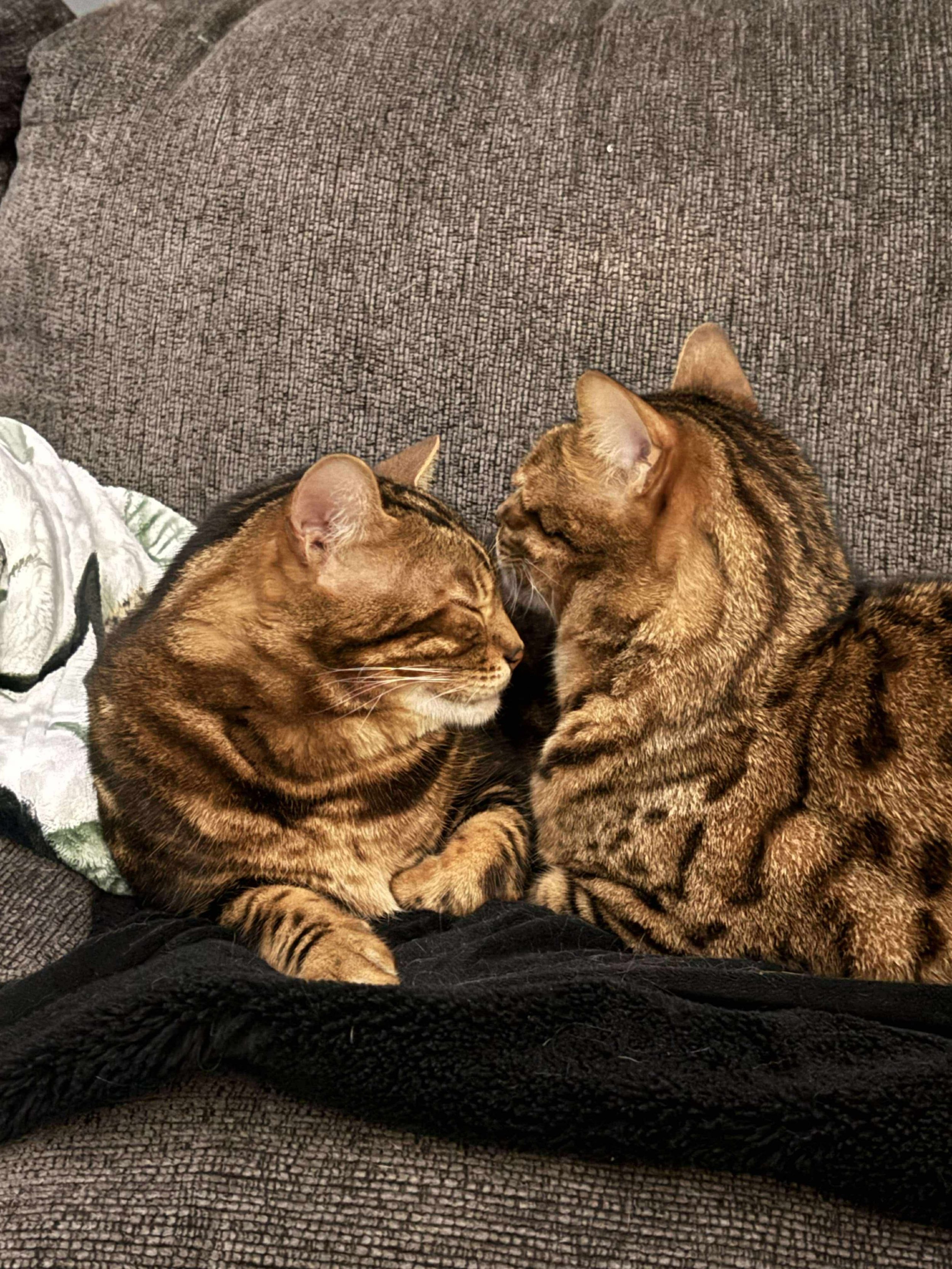 Capone & Toretto2.jpeg