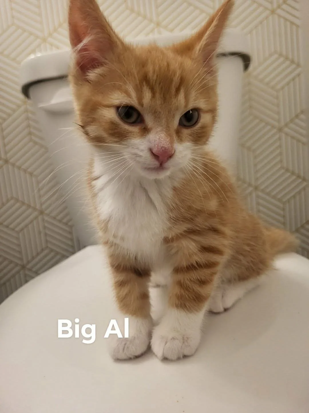 Big Al