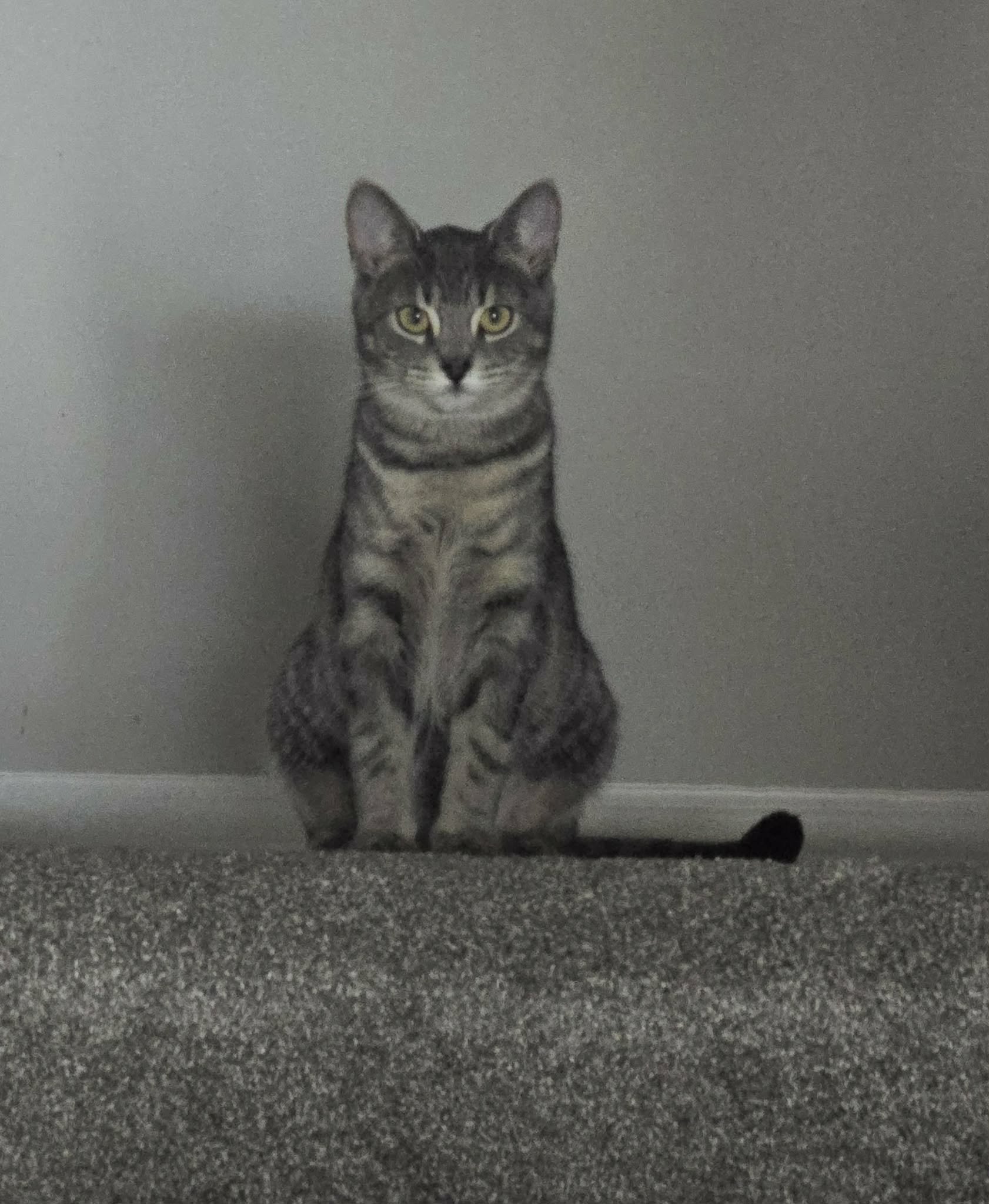 Pinot 1.jpeg