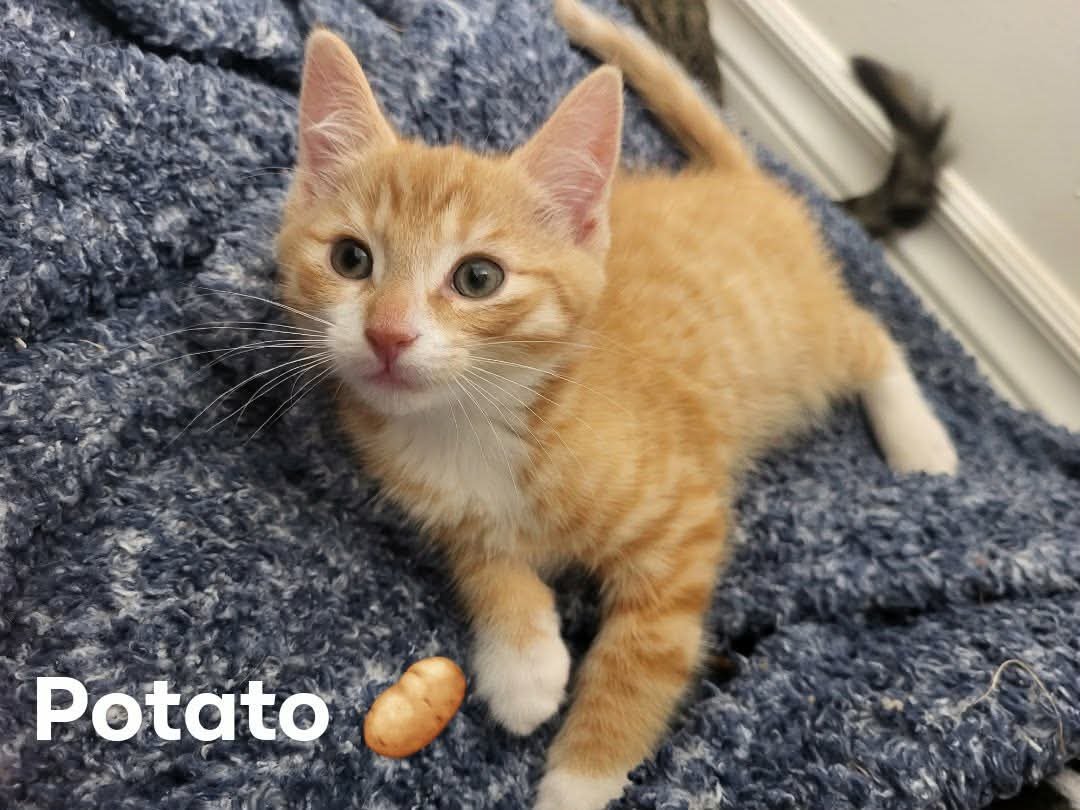 Potato