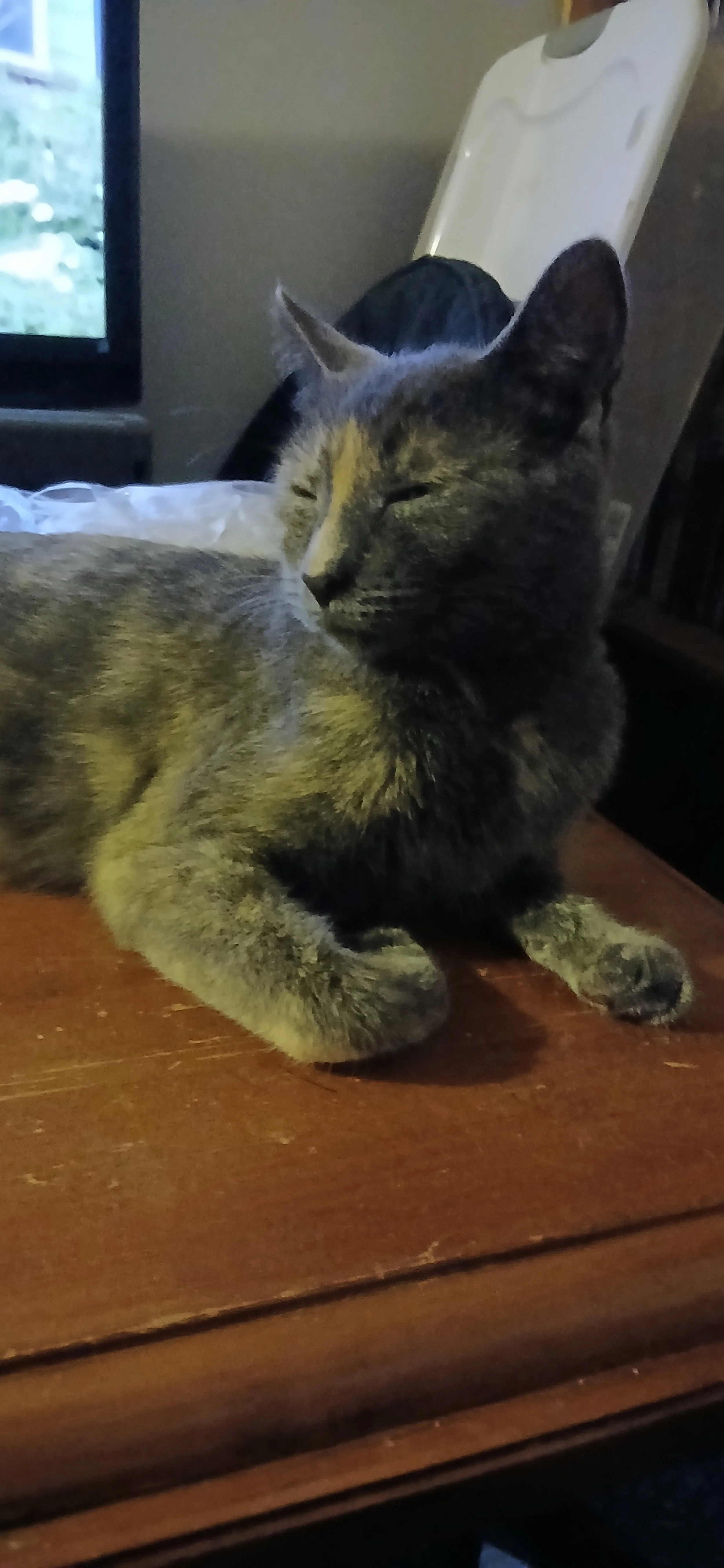 Molly2.jpg