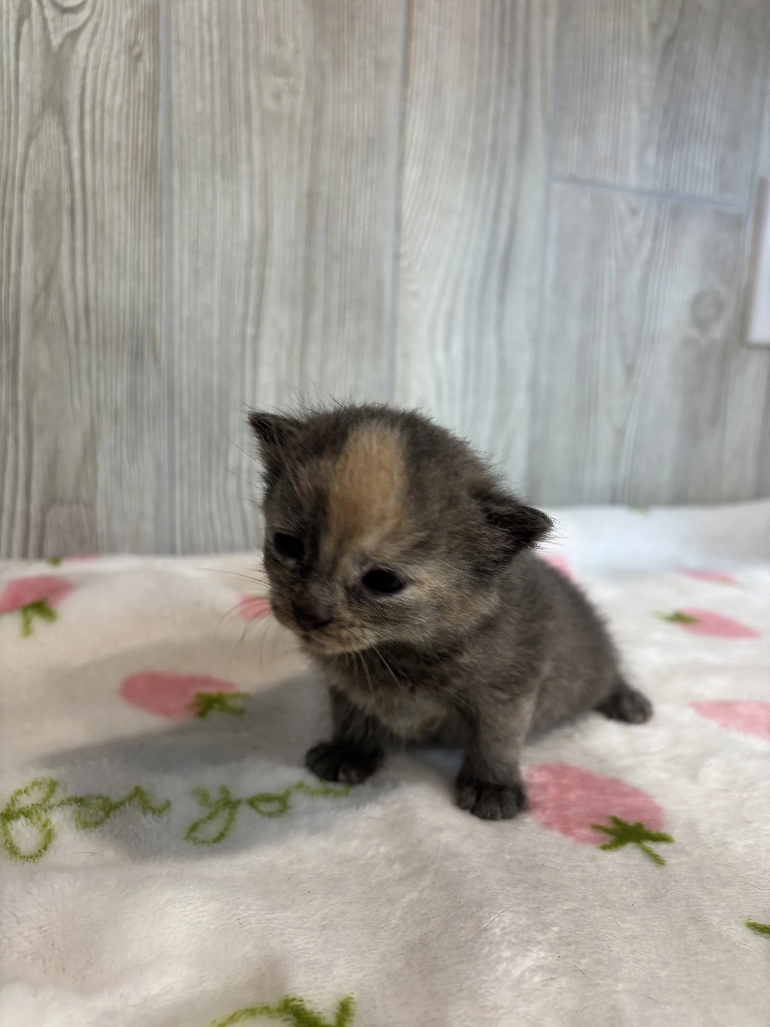 Princess Daisy 2.jpg