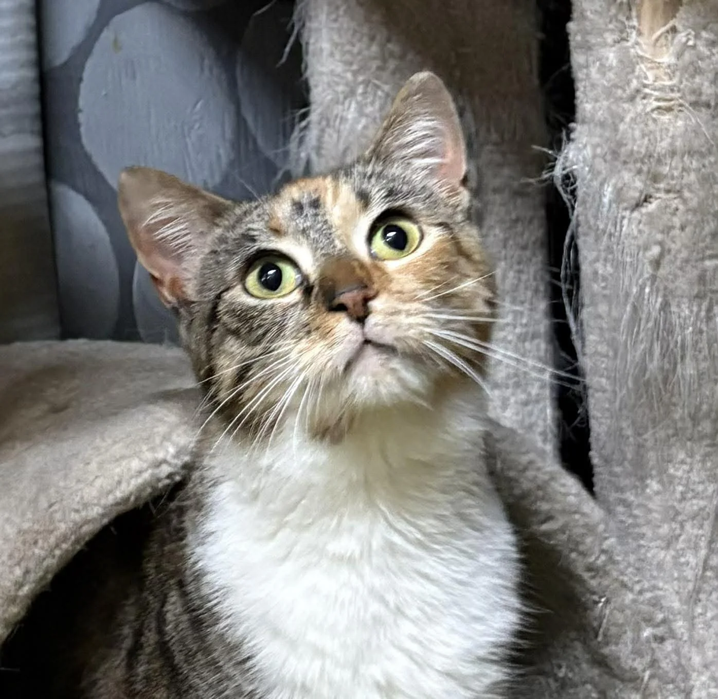Lucy