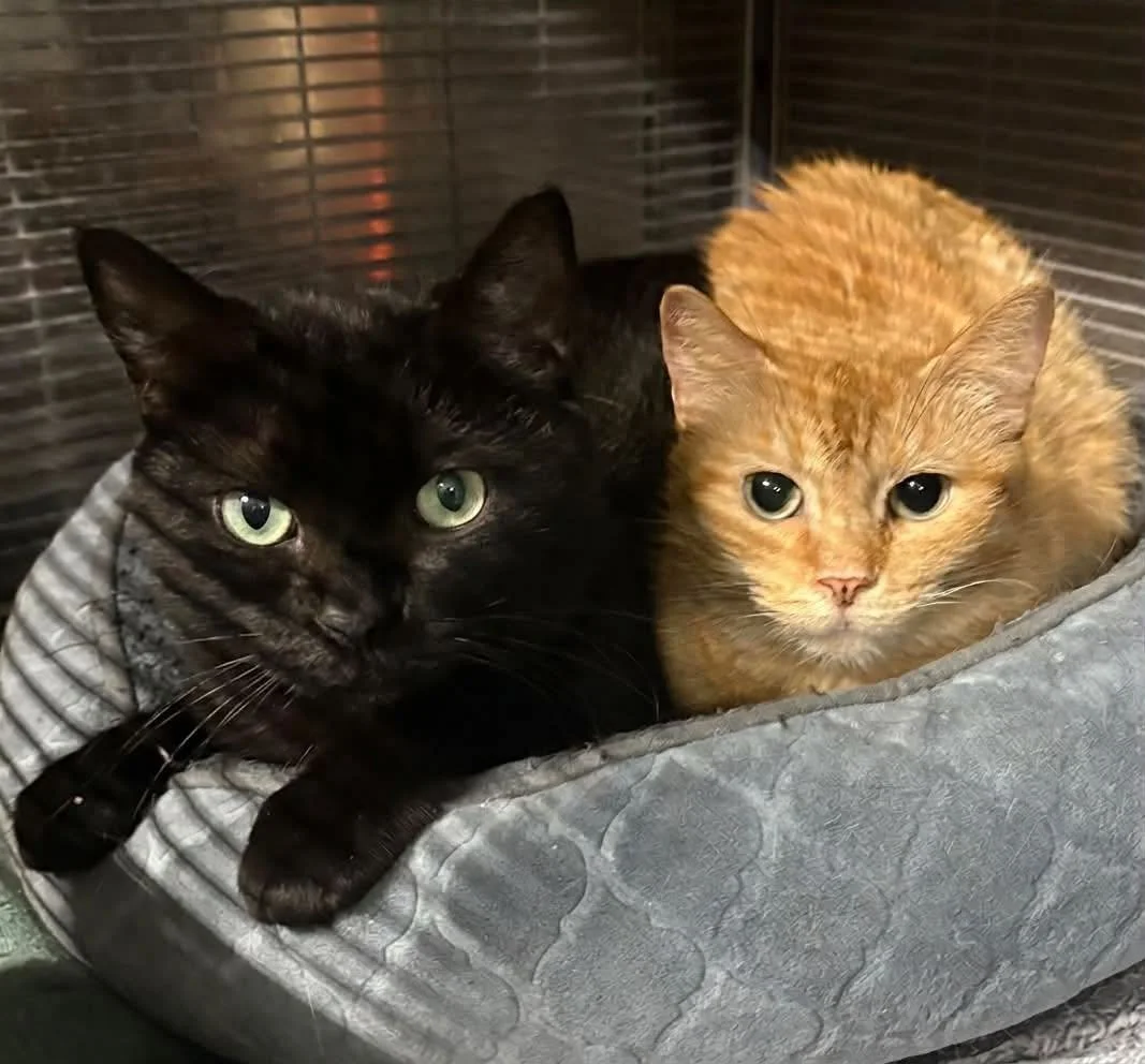 Gino & Georgia.jpg