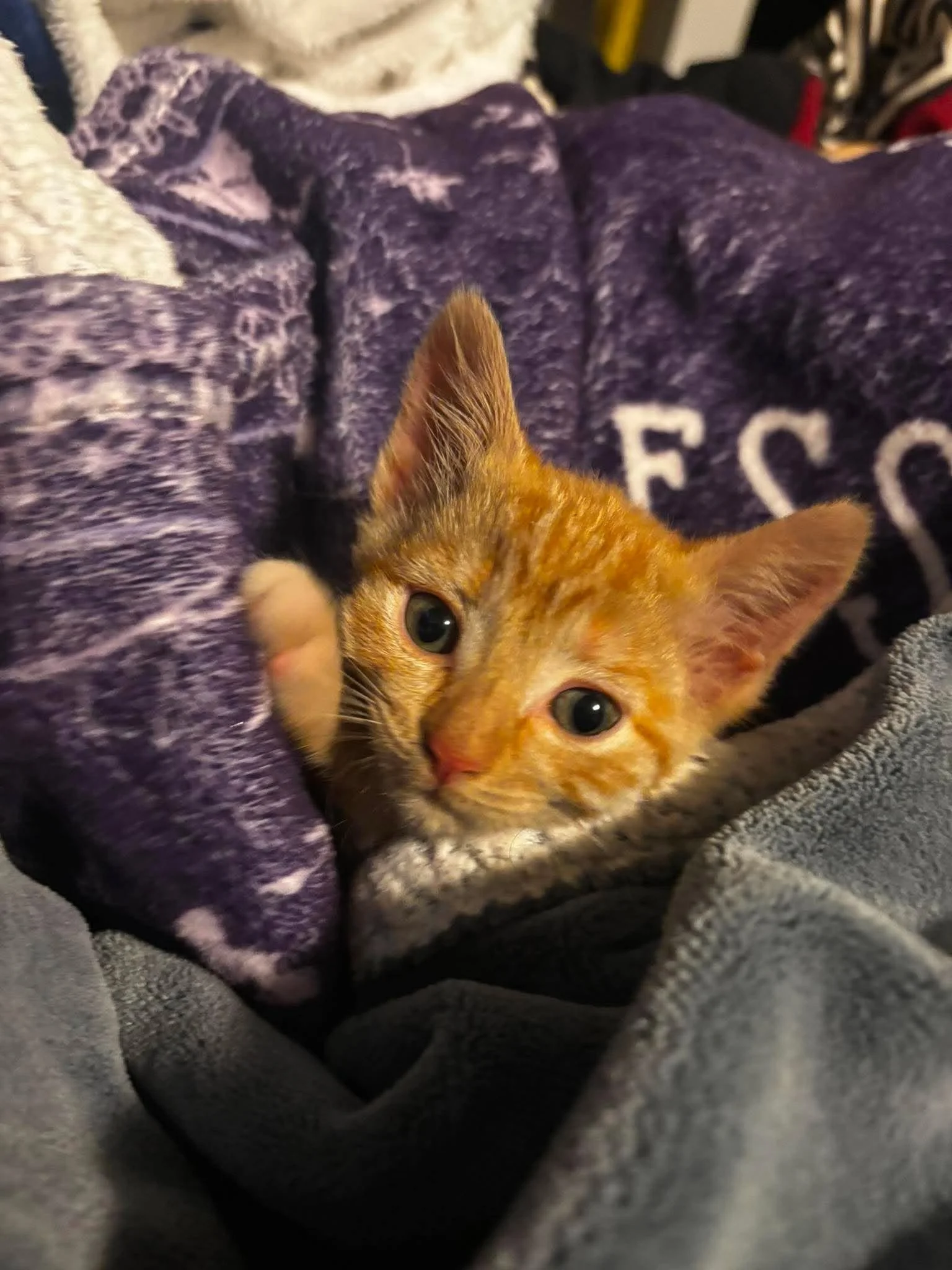 Darla