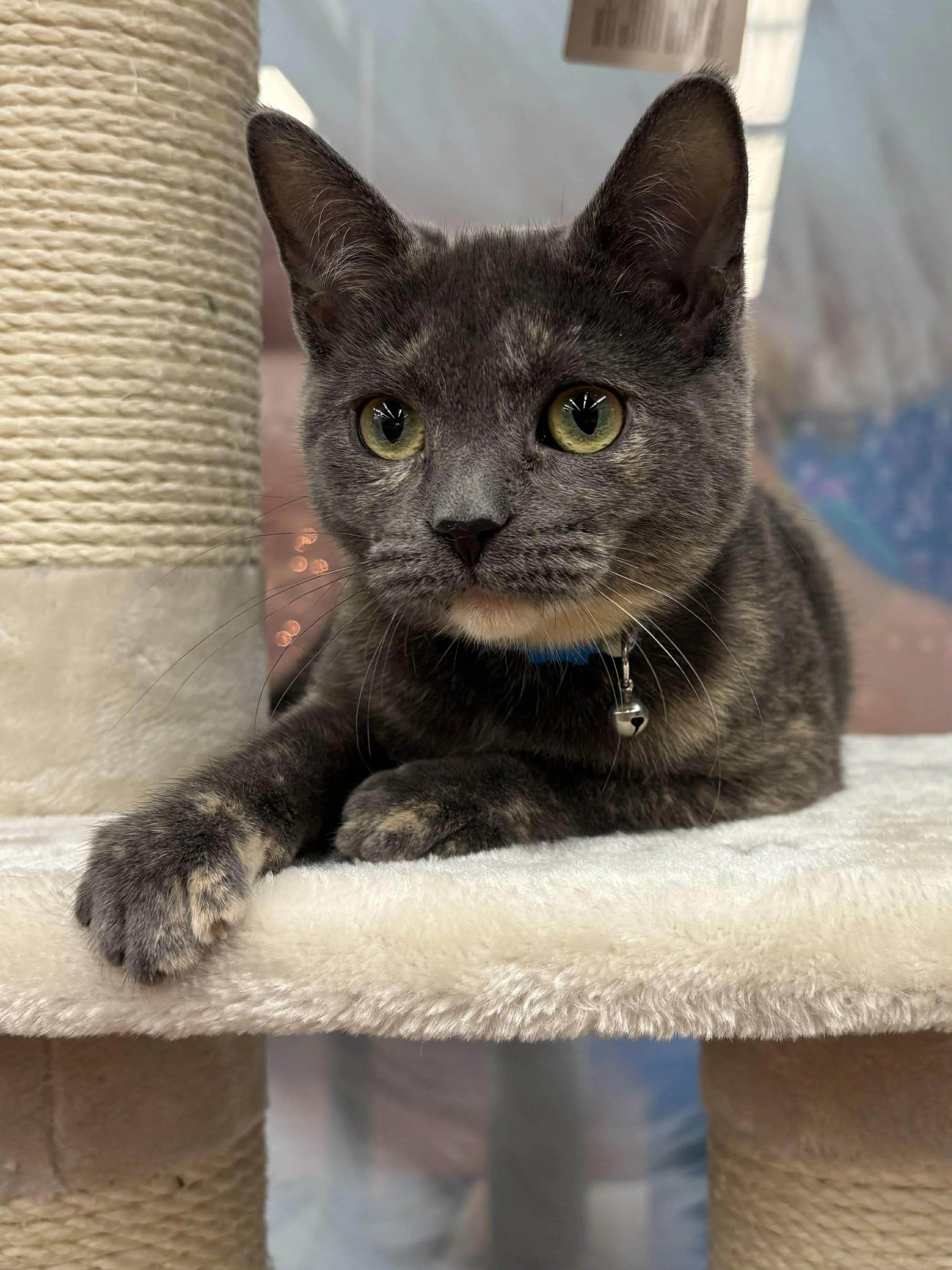 tic tac new 5.jpg