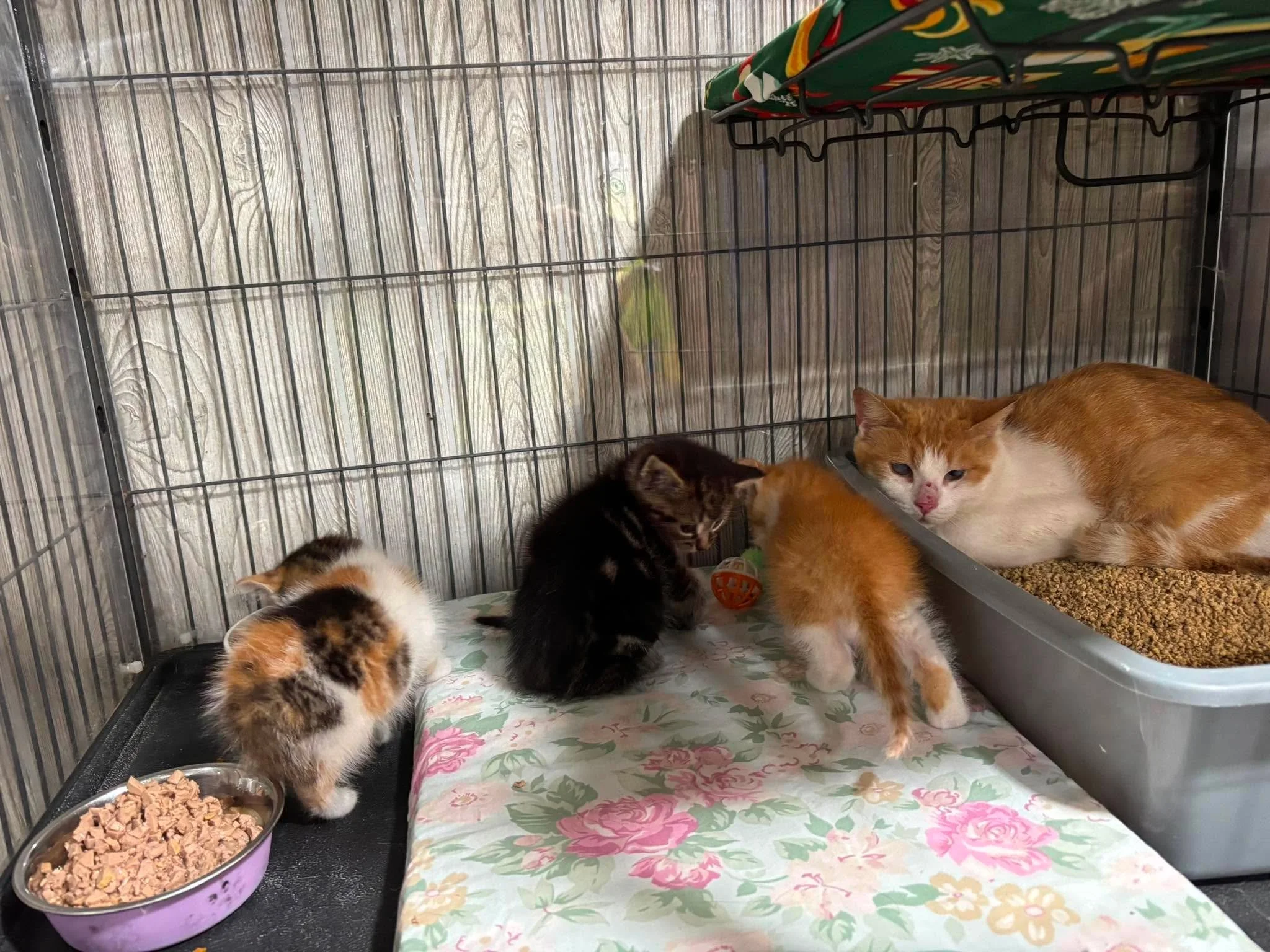 Chiclet & Kittens.jpg