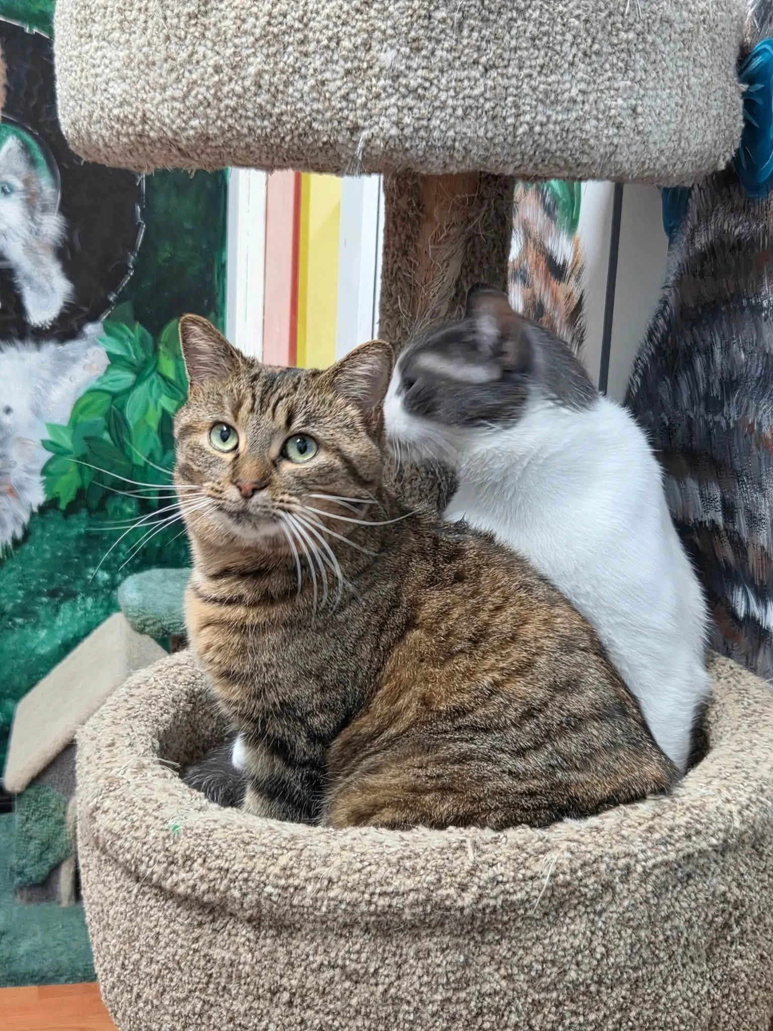 Diamond & Biscotti 1.jpg