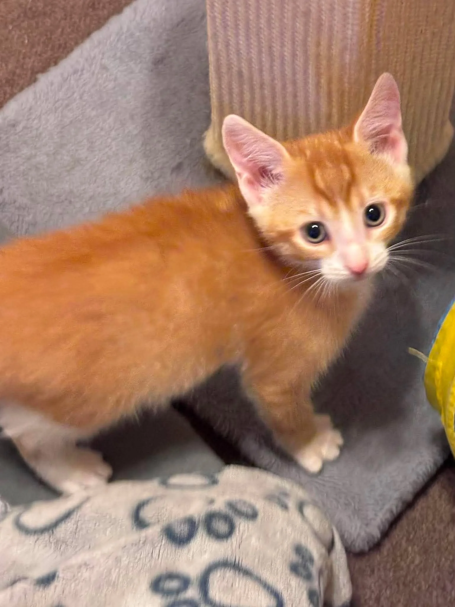 Twitch 5.jpg