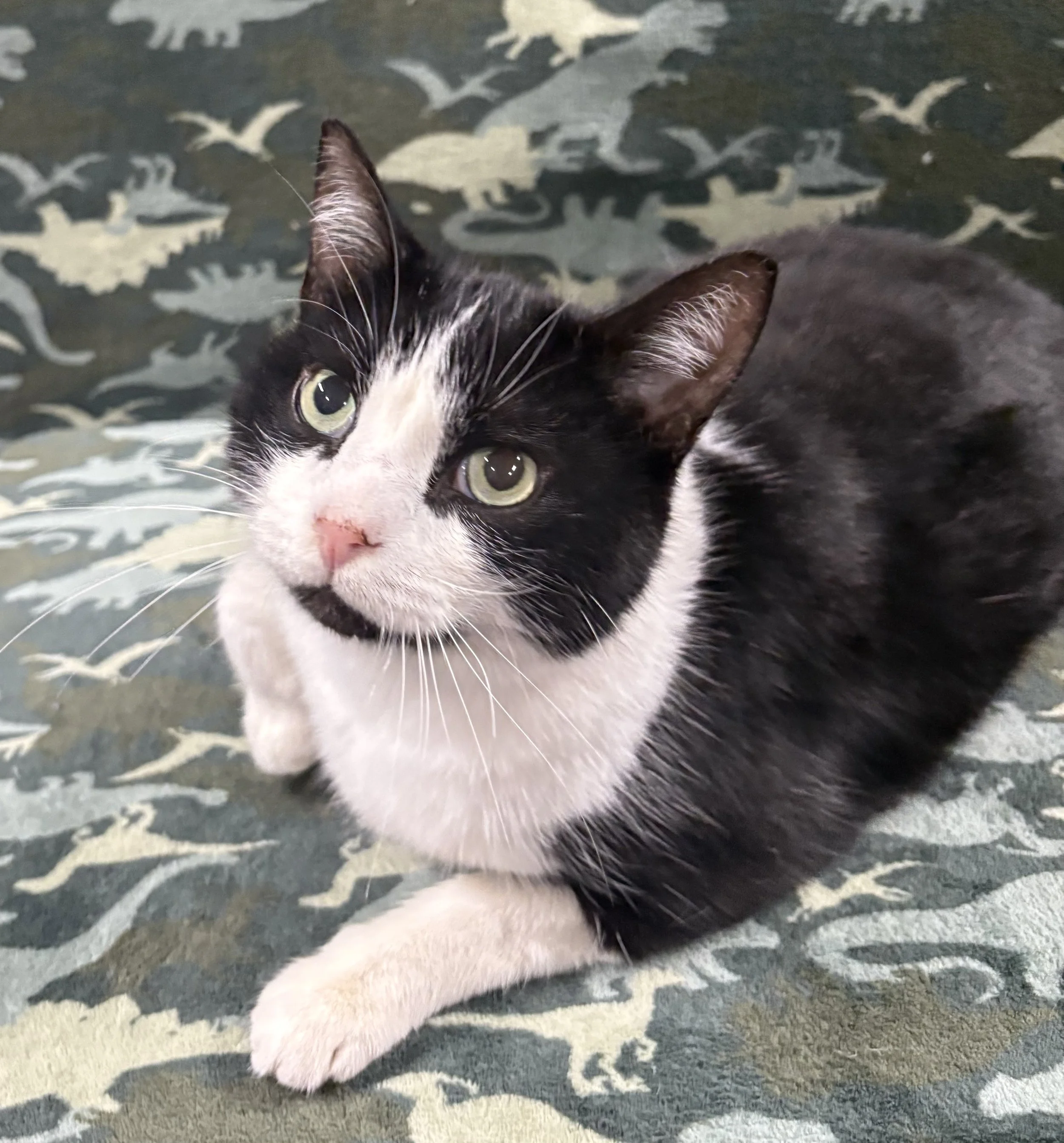 Gus