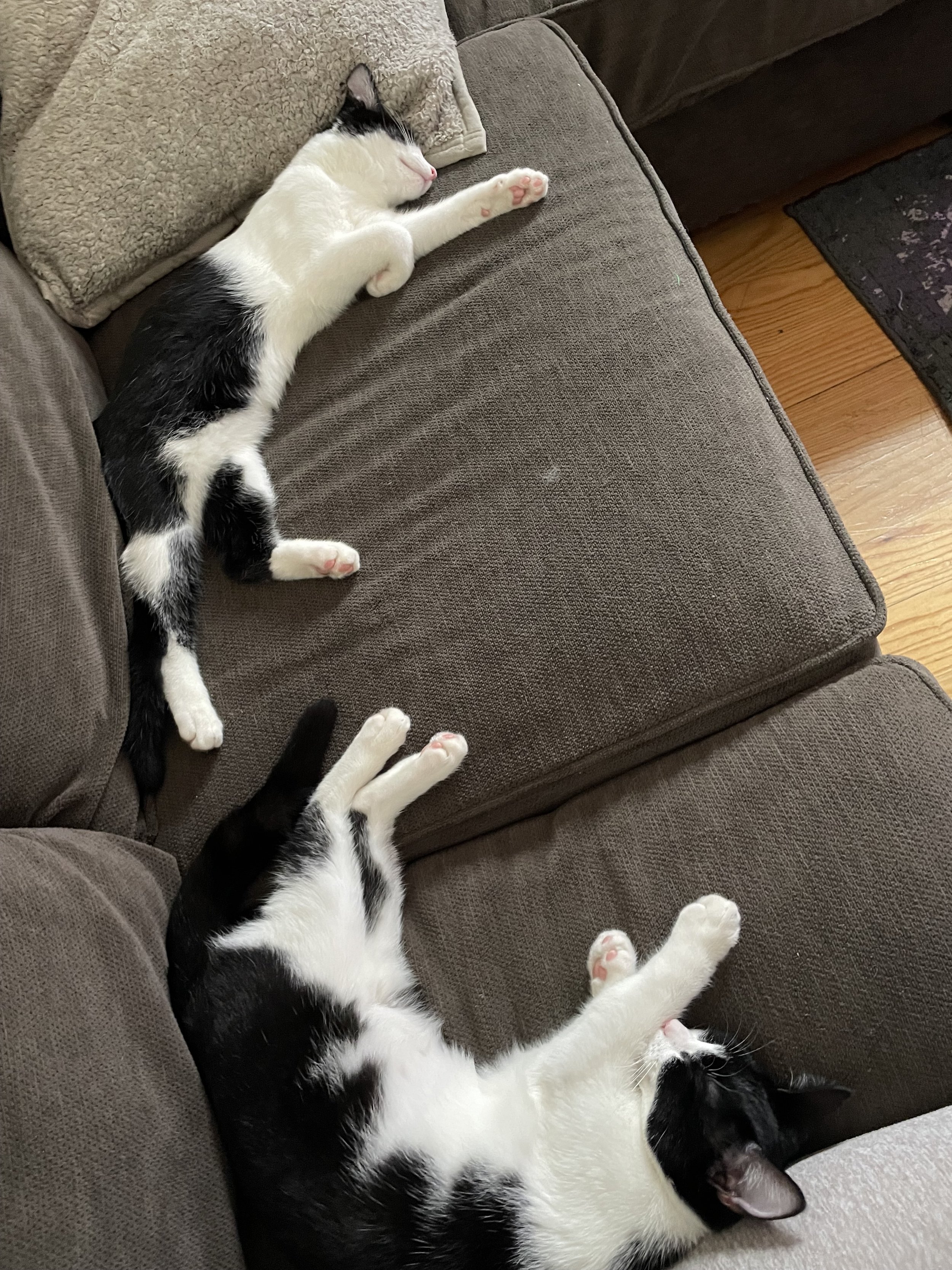 Flash & Shimmer1.jpeg