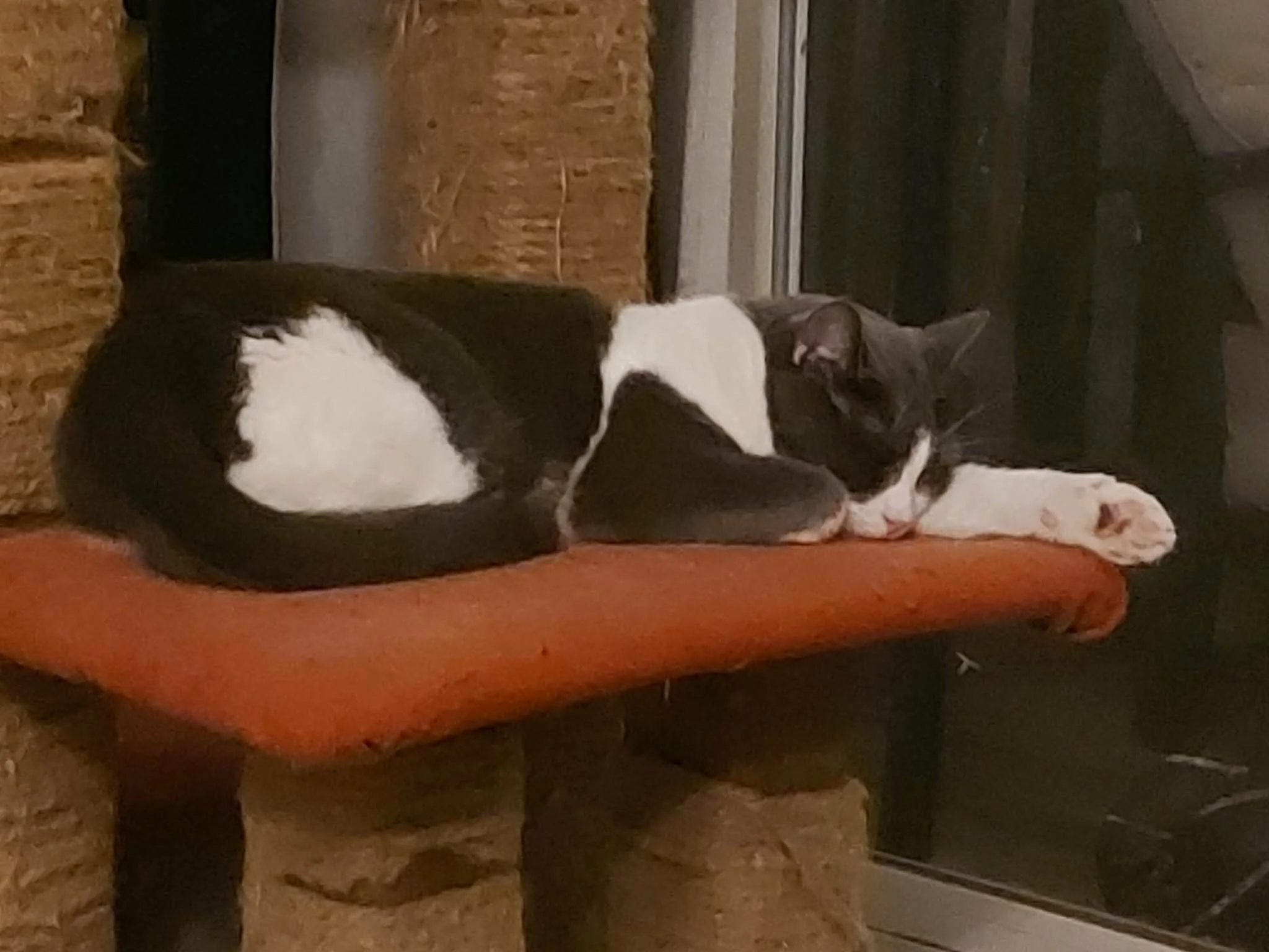 Rico sleeping.jpeg
