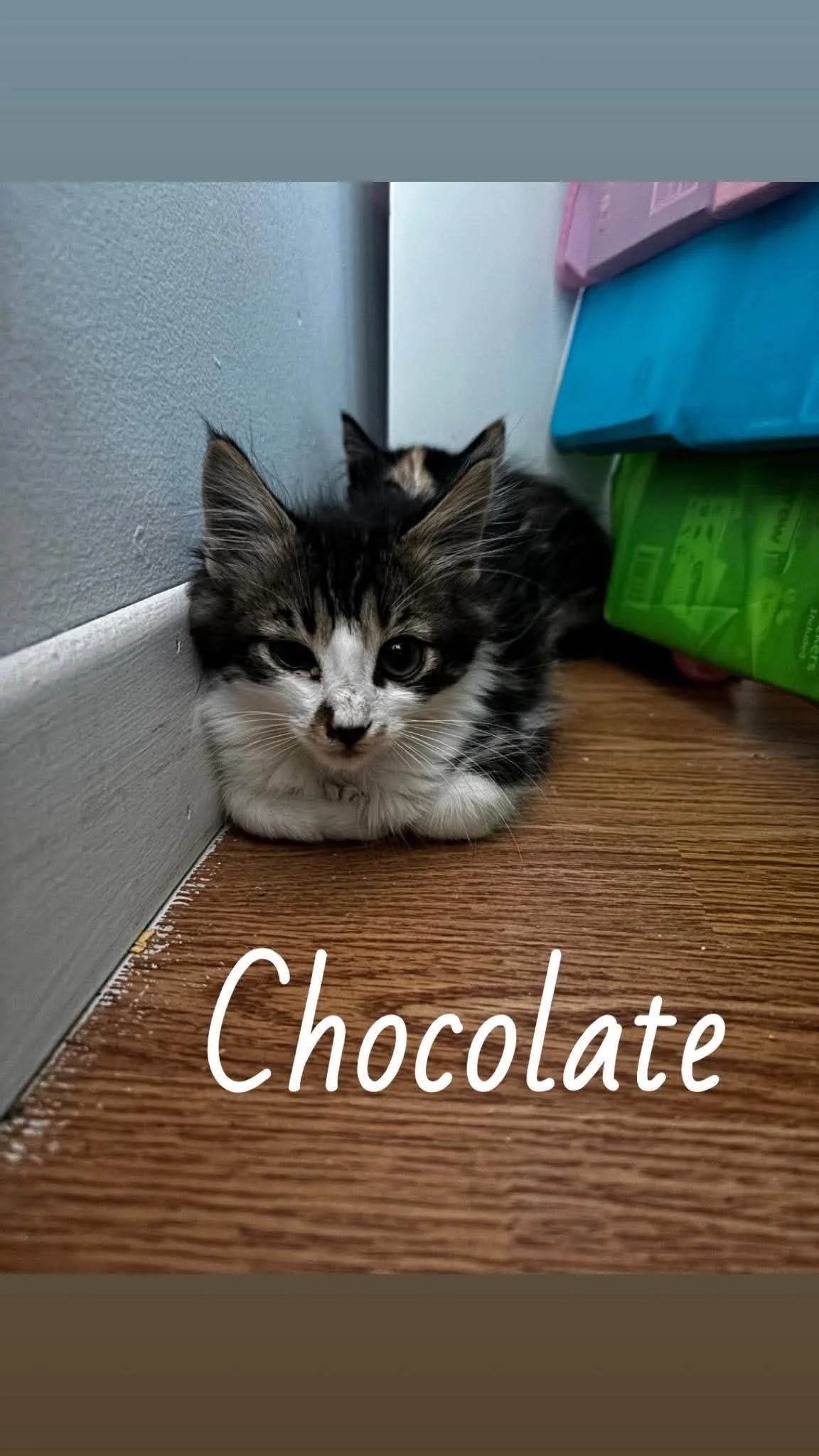 Chocolate 1.jpg
