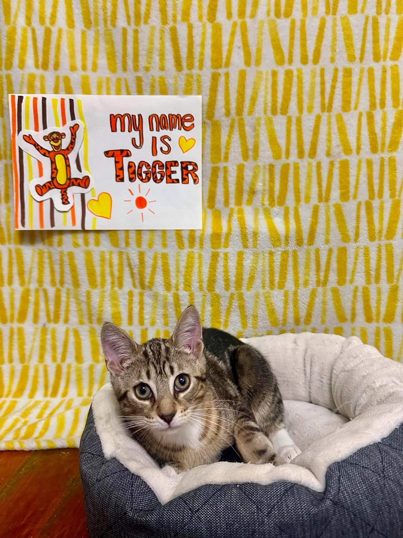 Tigger 6.jpg