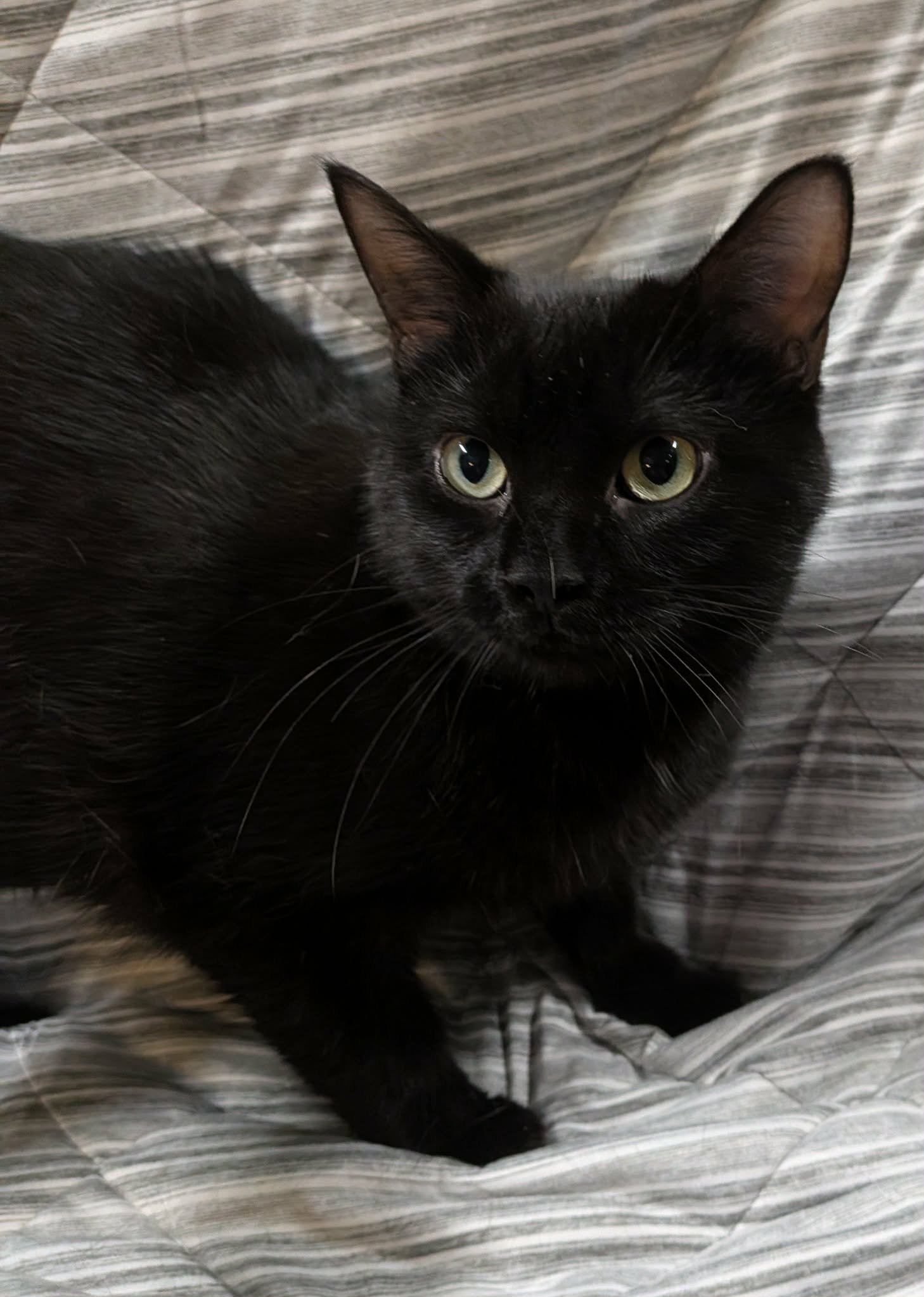 Pepper 6.jpg