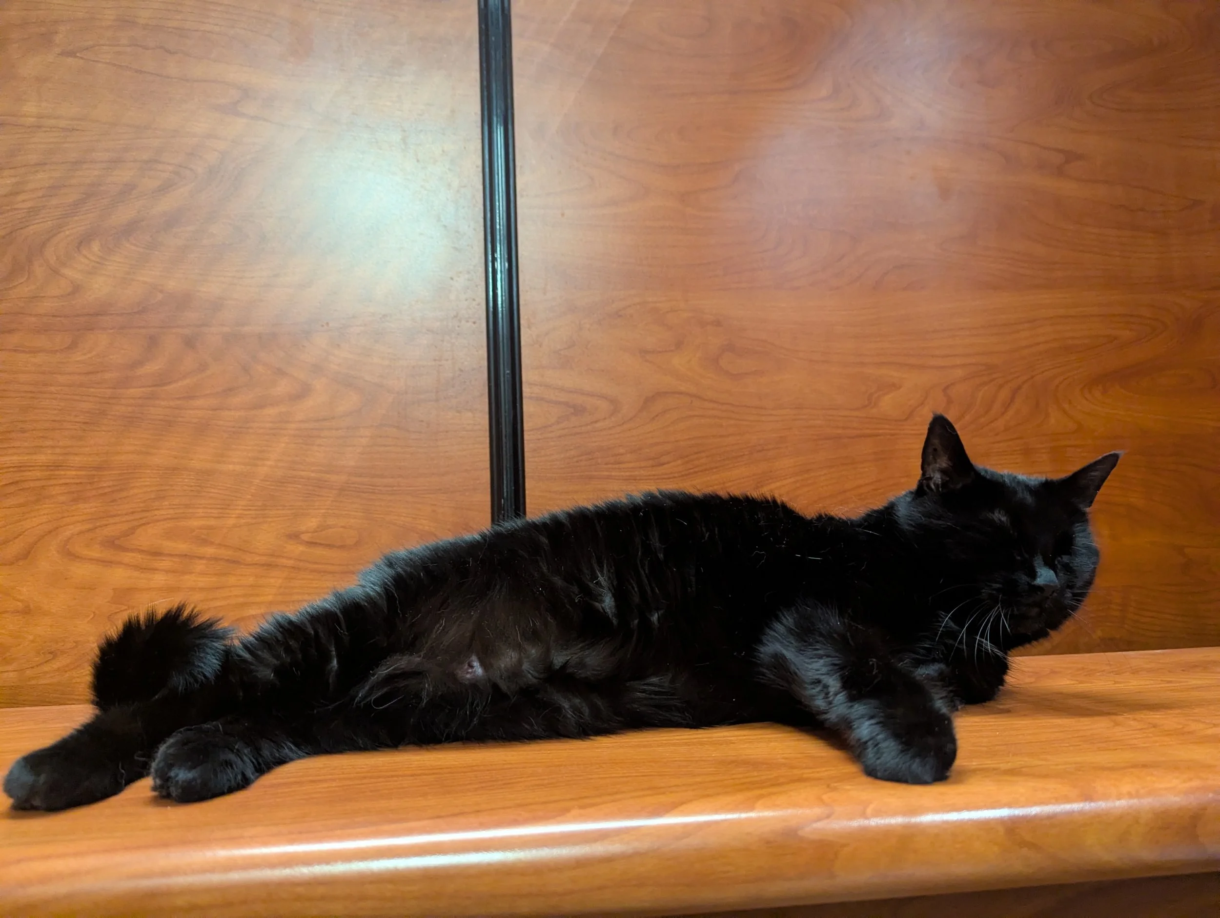 Bailey 1.jpg