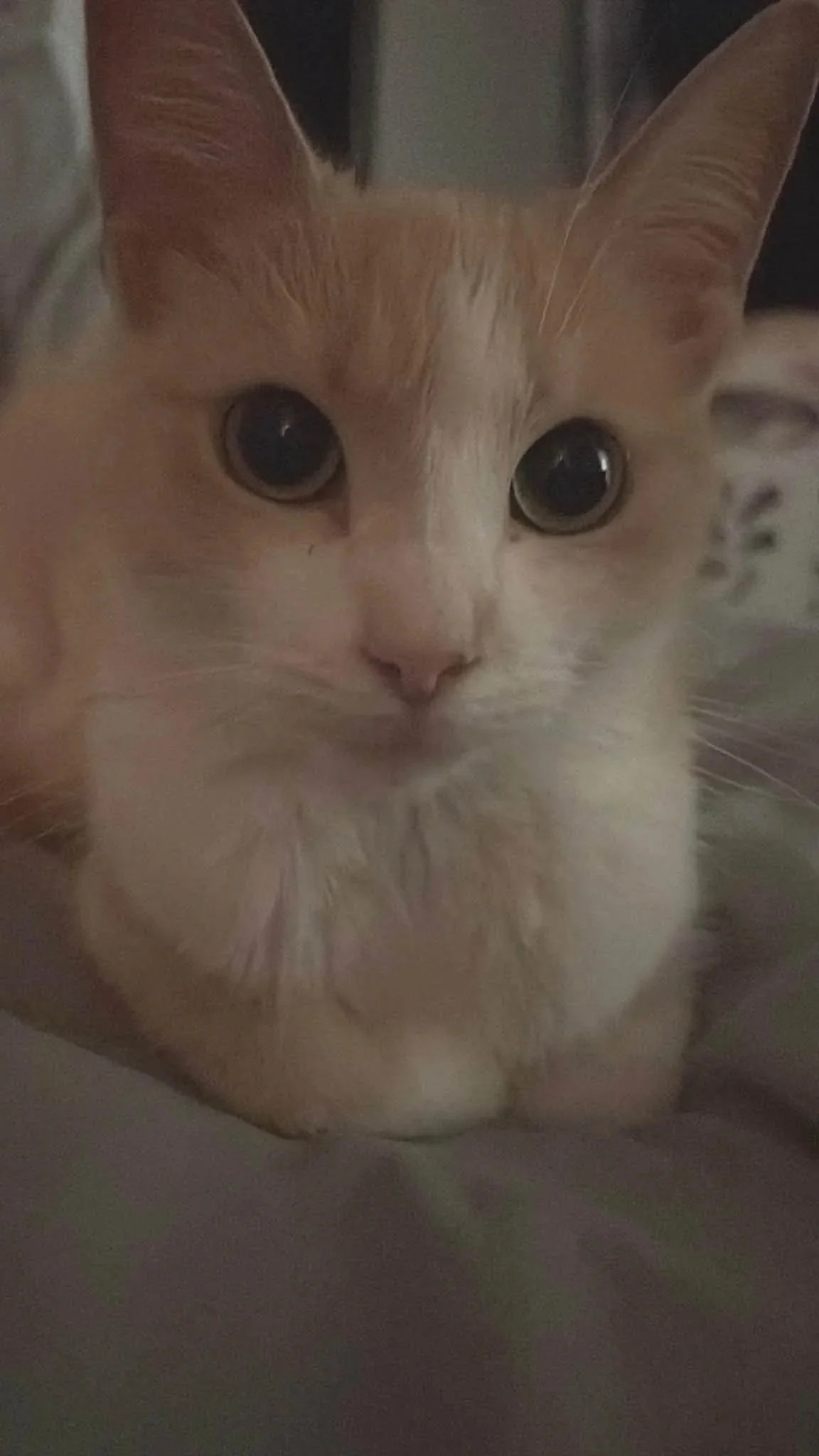 Lola+1.jpg