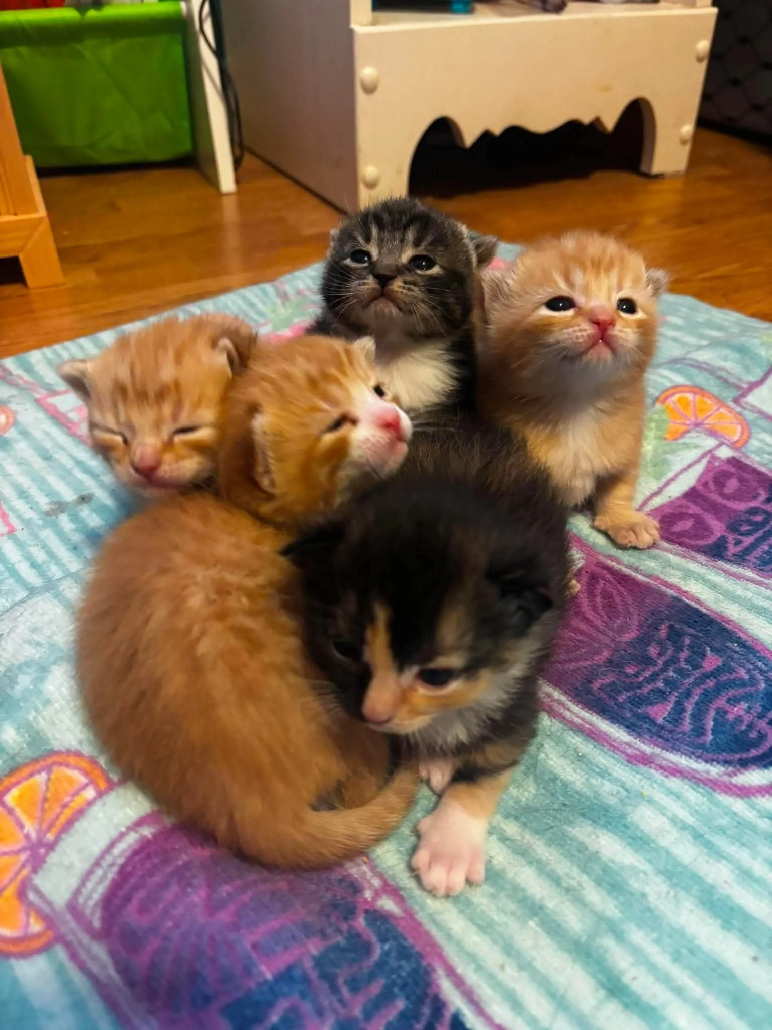 Zeke Kittens 5.jpeg