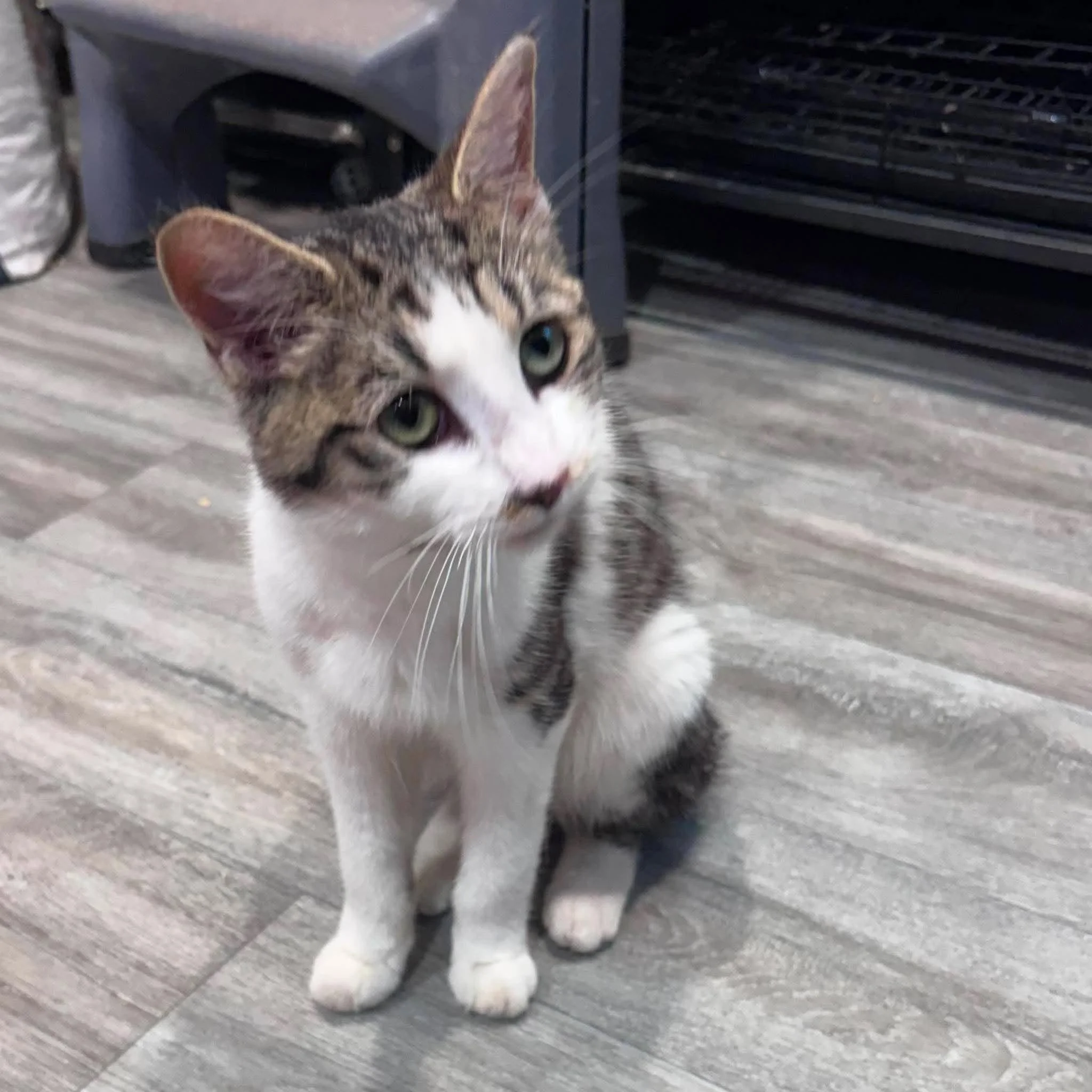 Katy Purry 2.jpg