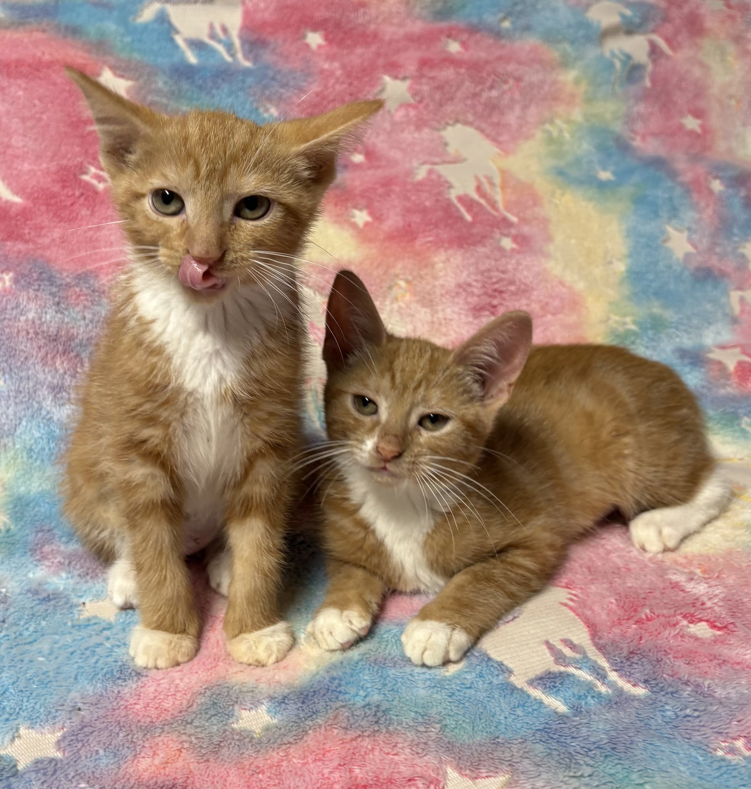 Mango & Apricot (1).jpg