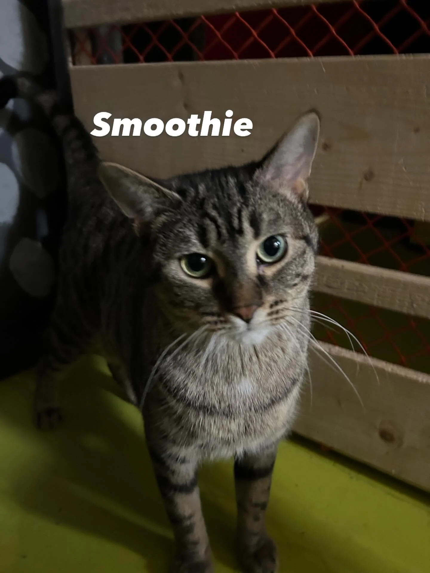 Smoothie new.jpg
