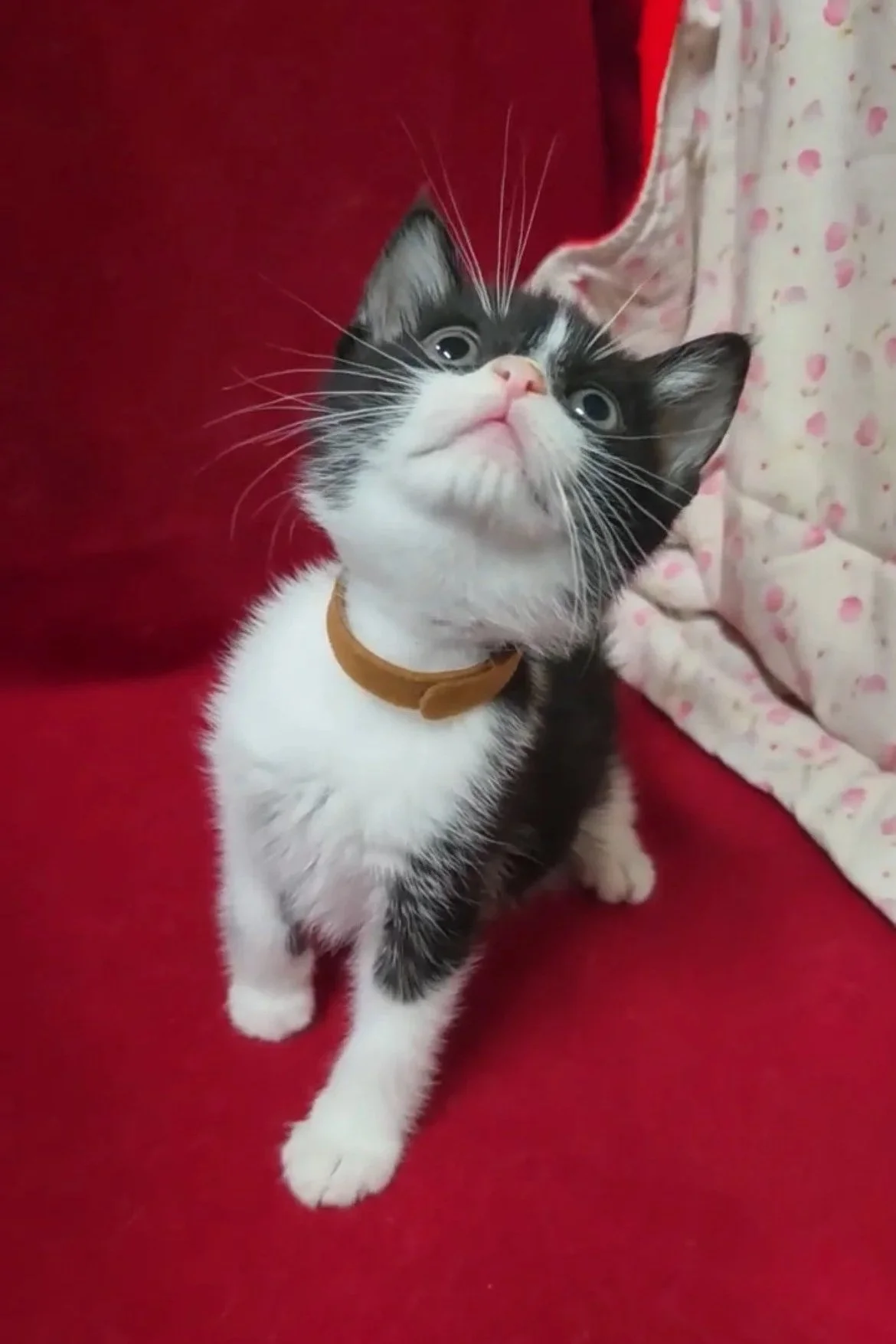 Battle Cat