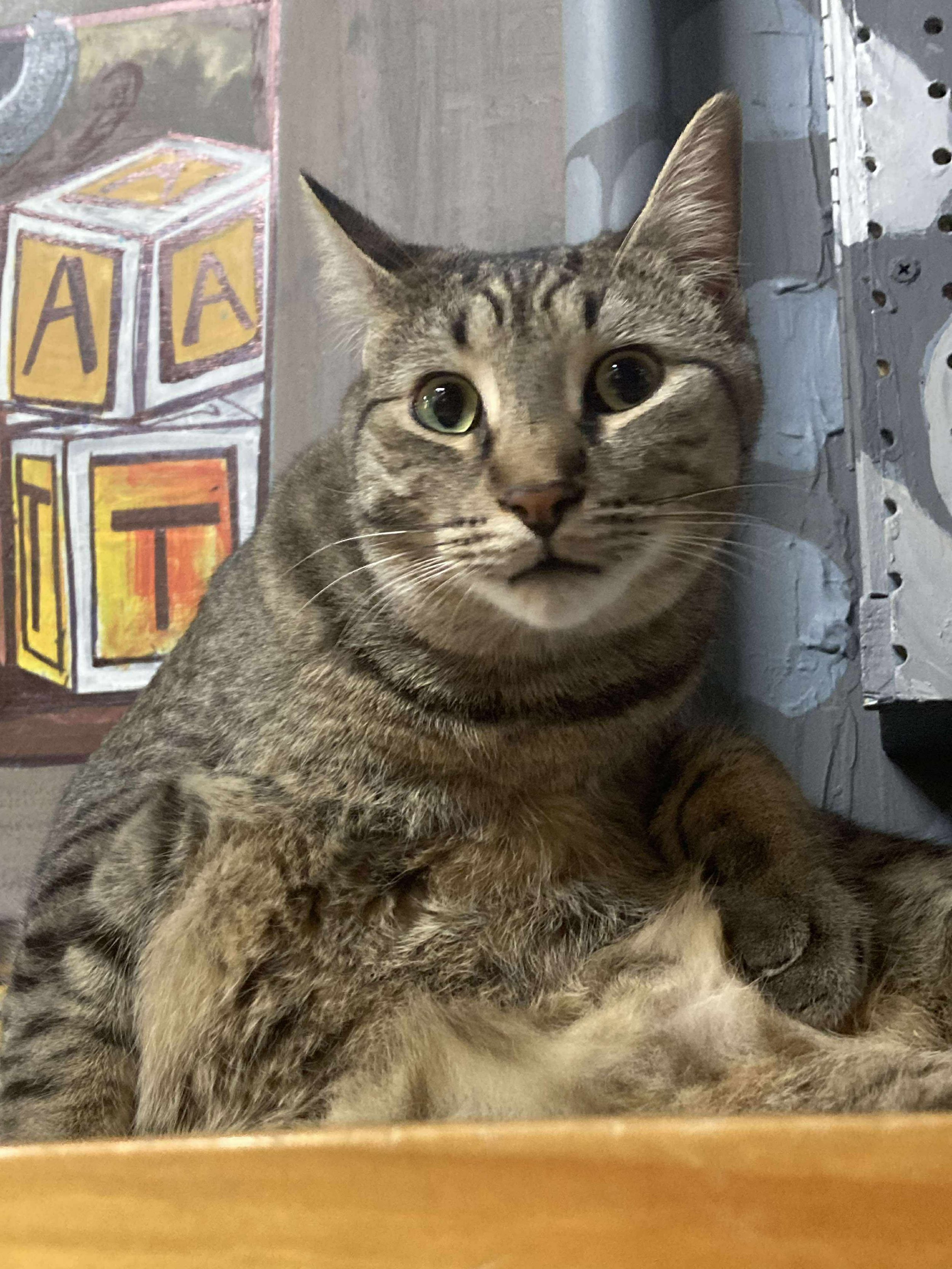 ozzy new 1.jpg