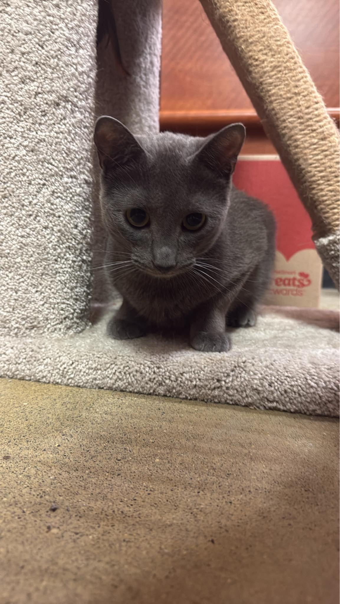 Pedro (bonded with Lorenzo)