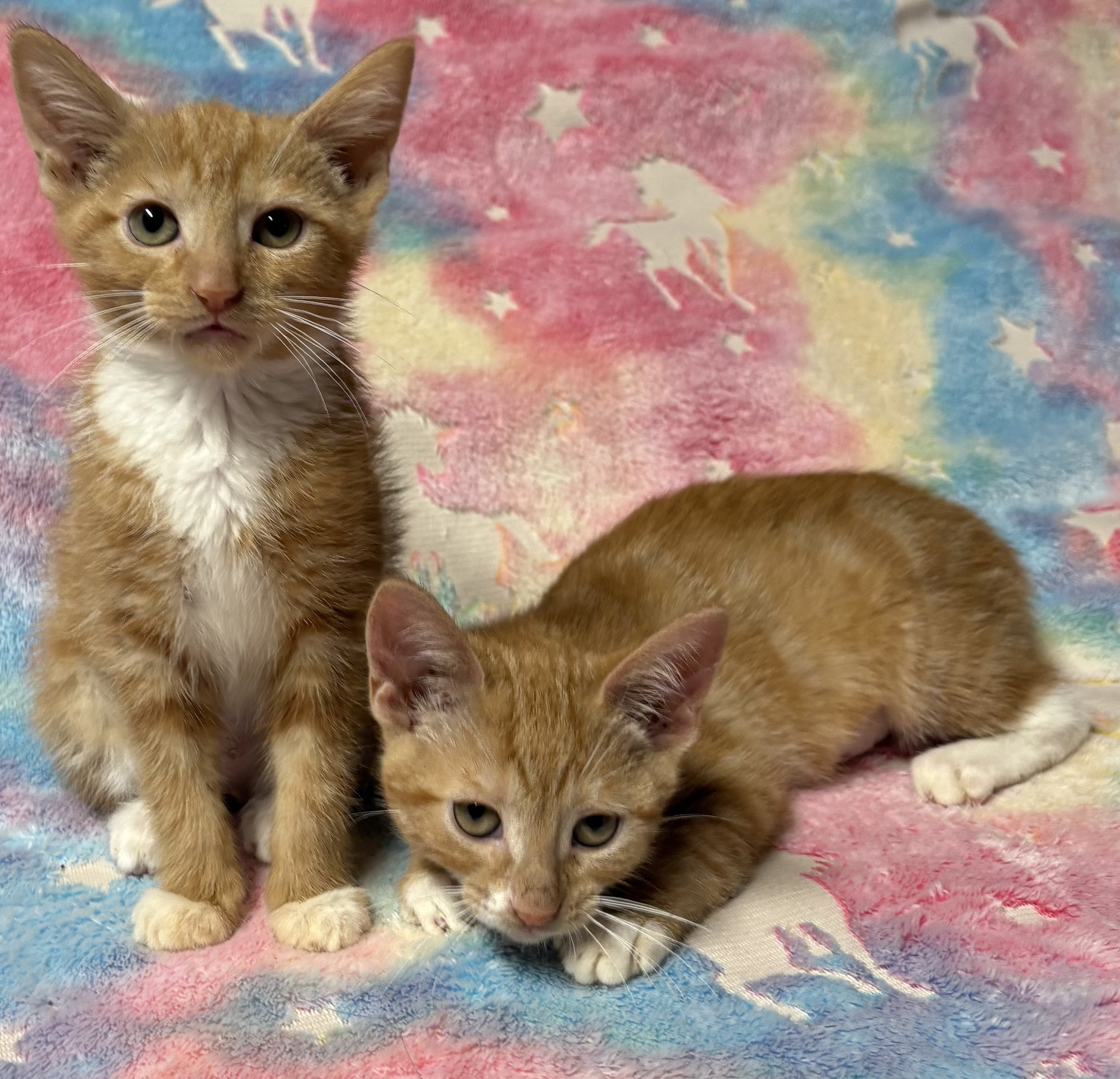 Mango & Apricot.jpg