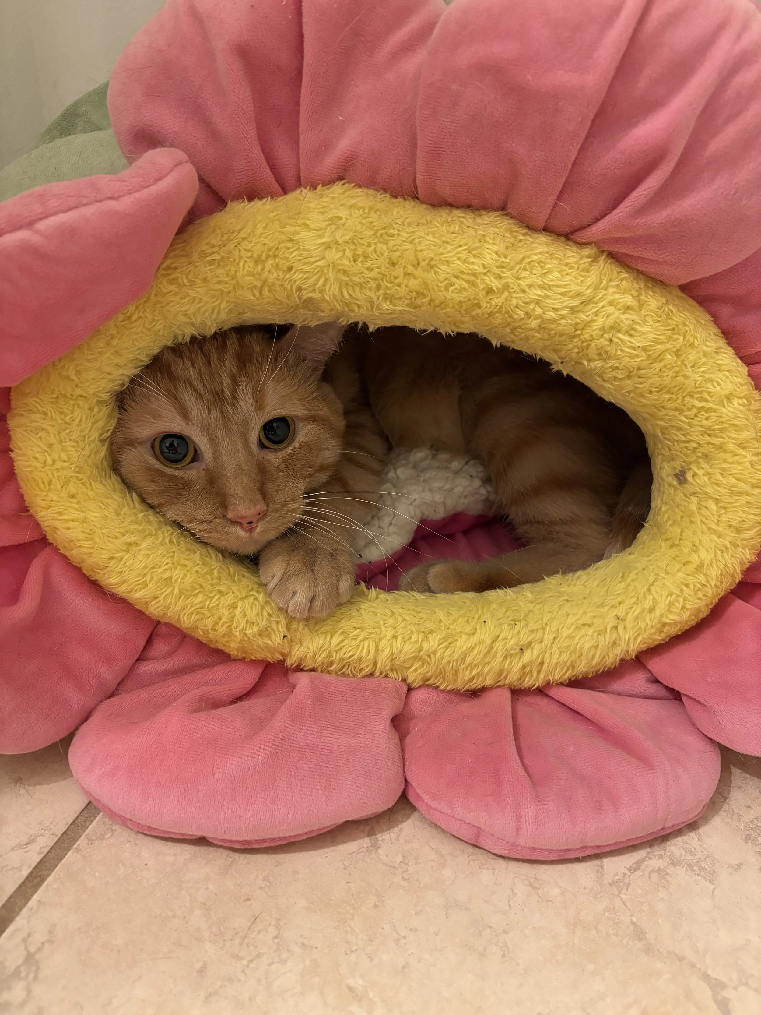 Meatball