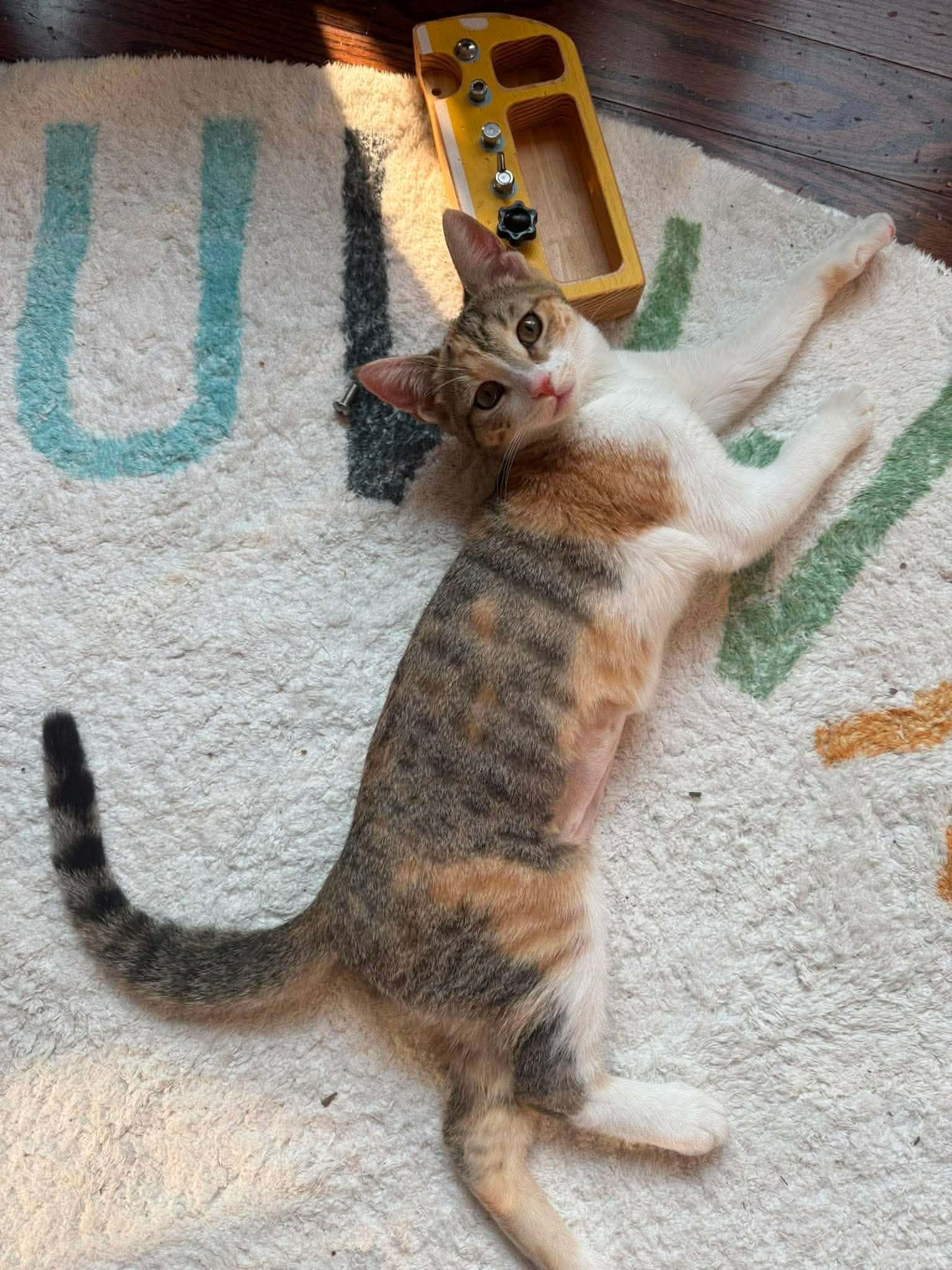 Stella 2.jpeg