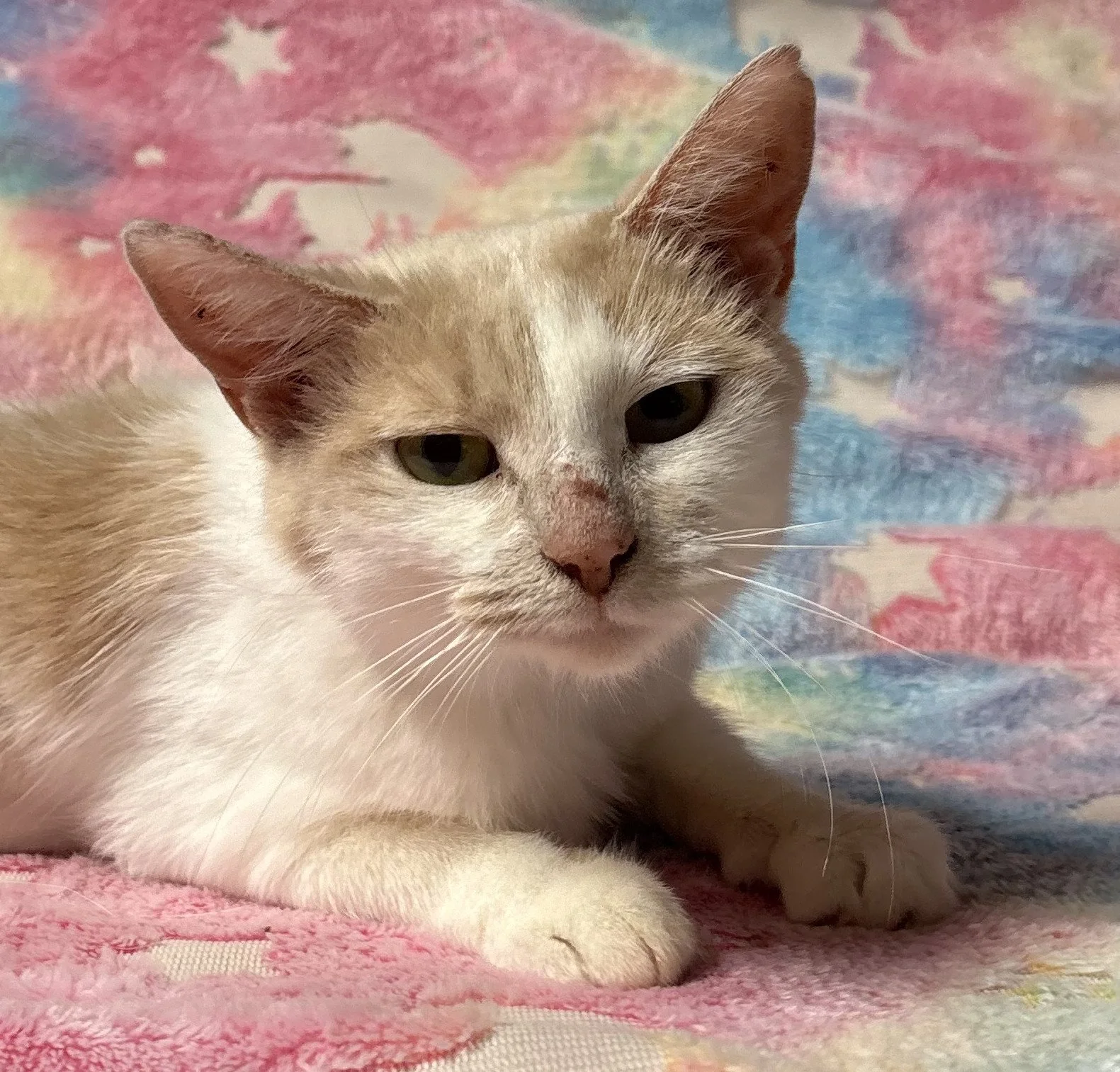 Clementine (bonded with Savannah)