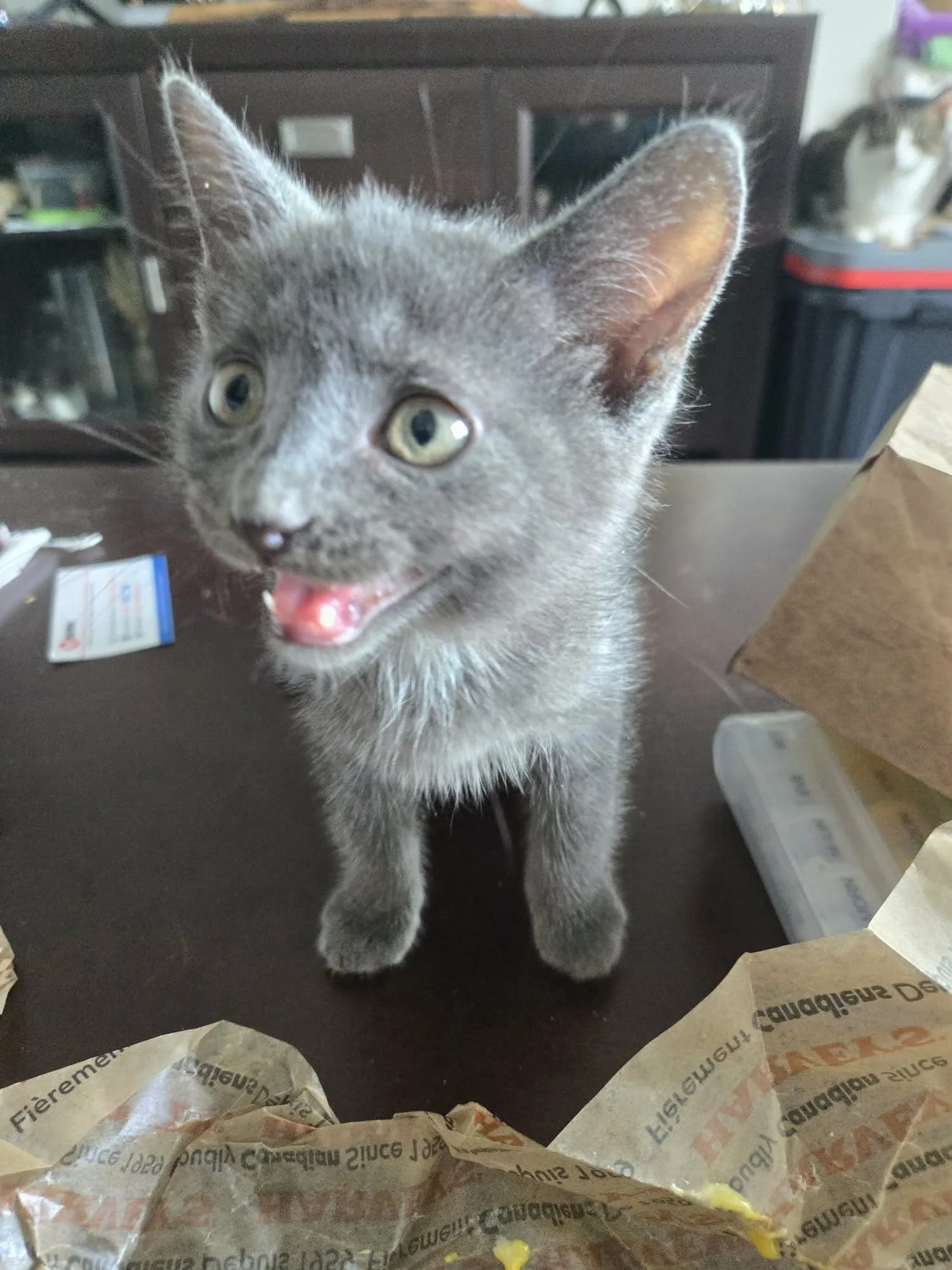 Chip 4.jpeg