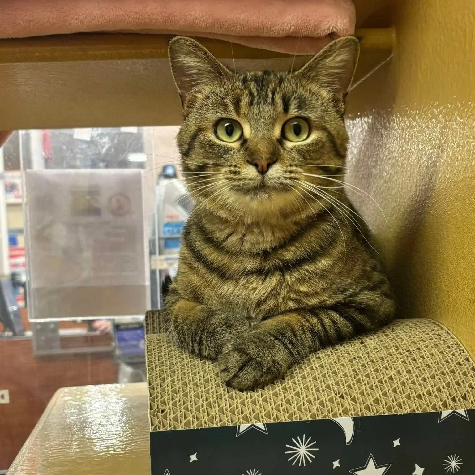 Biscotti