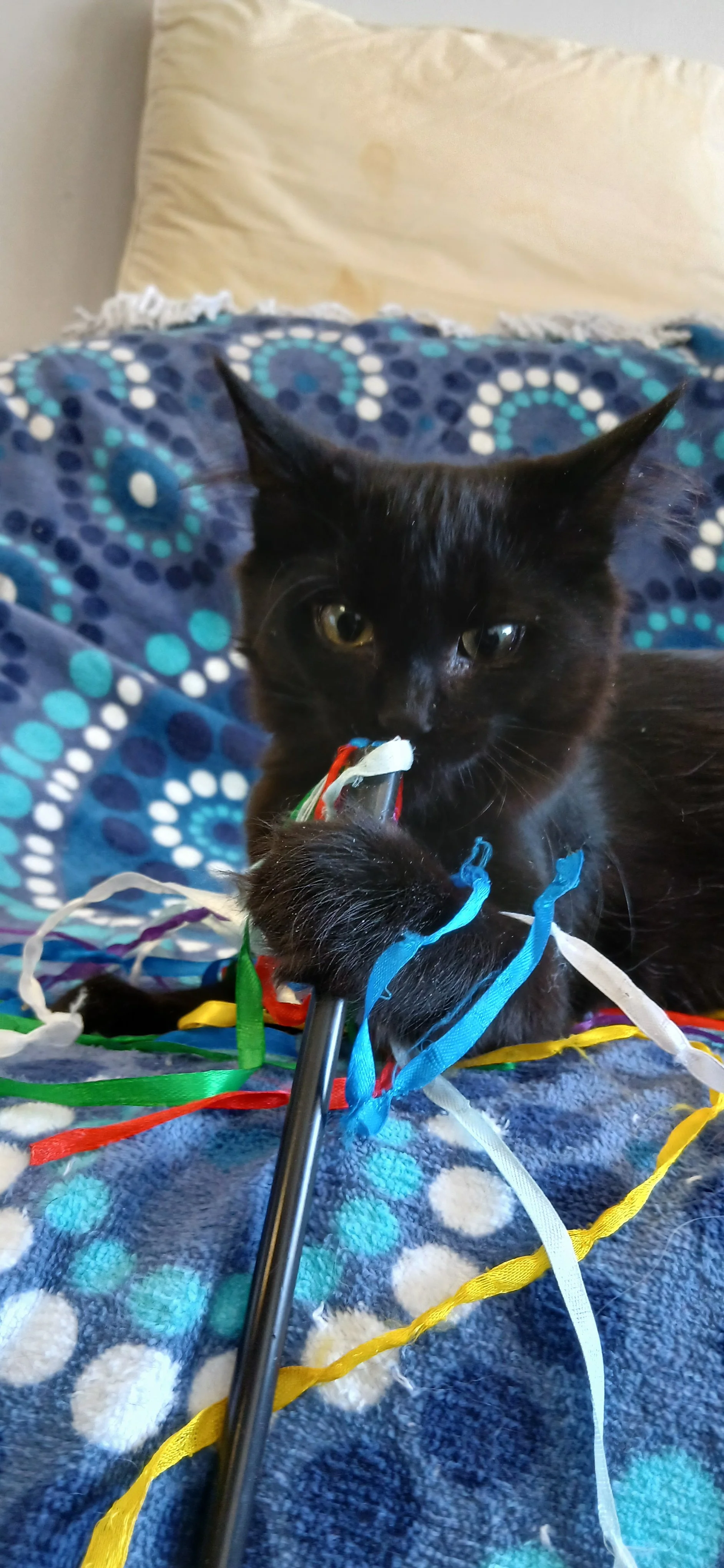 Princess Mini Meow2.jpg