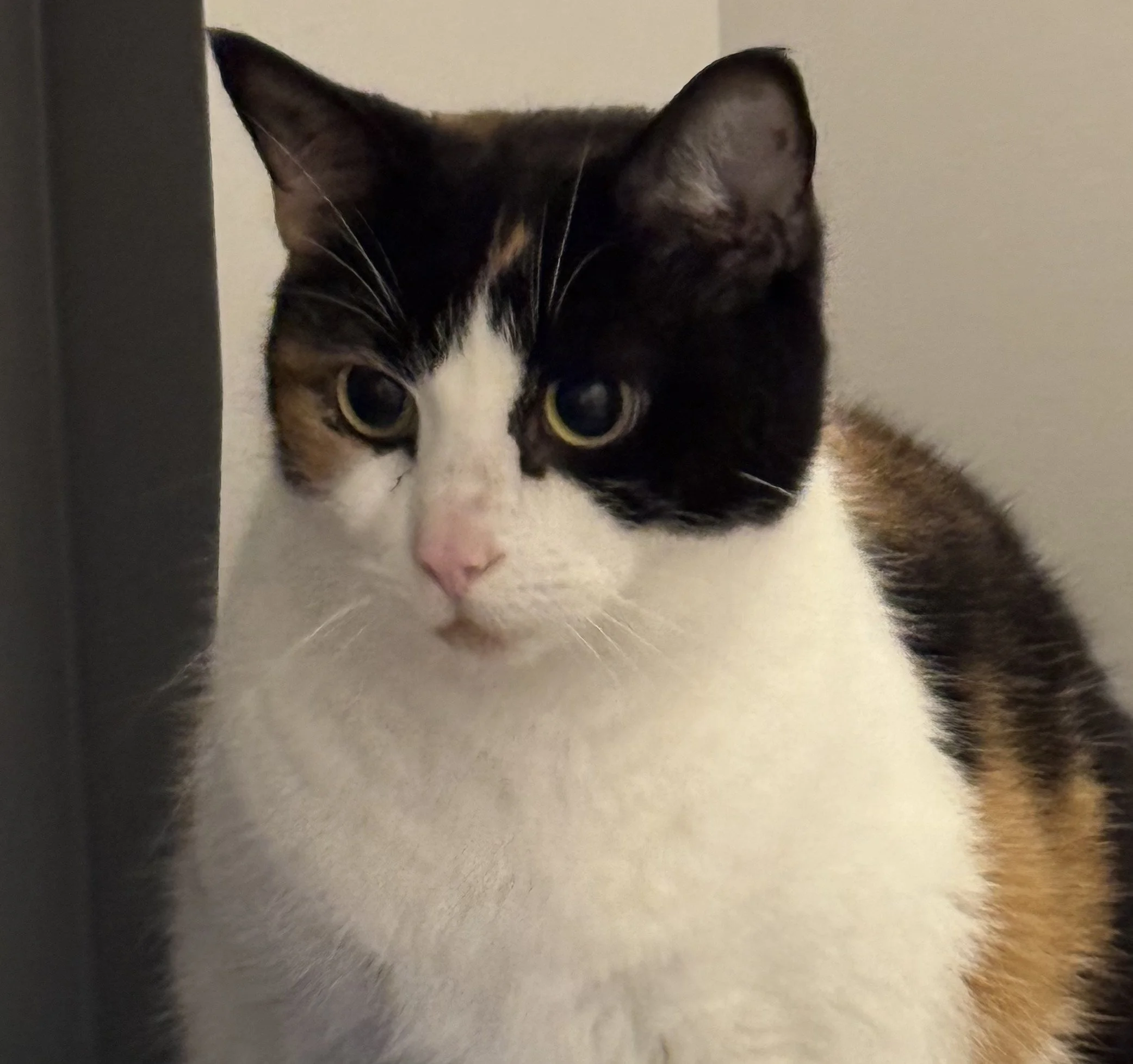 Ella.jpg