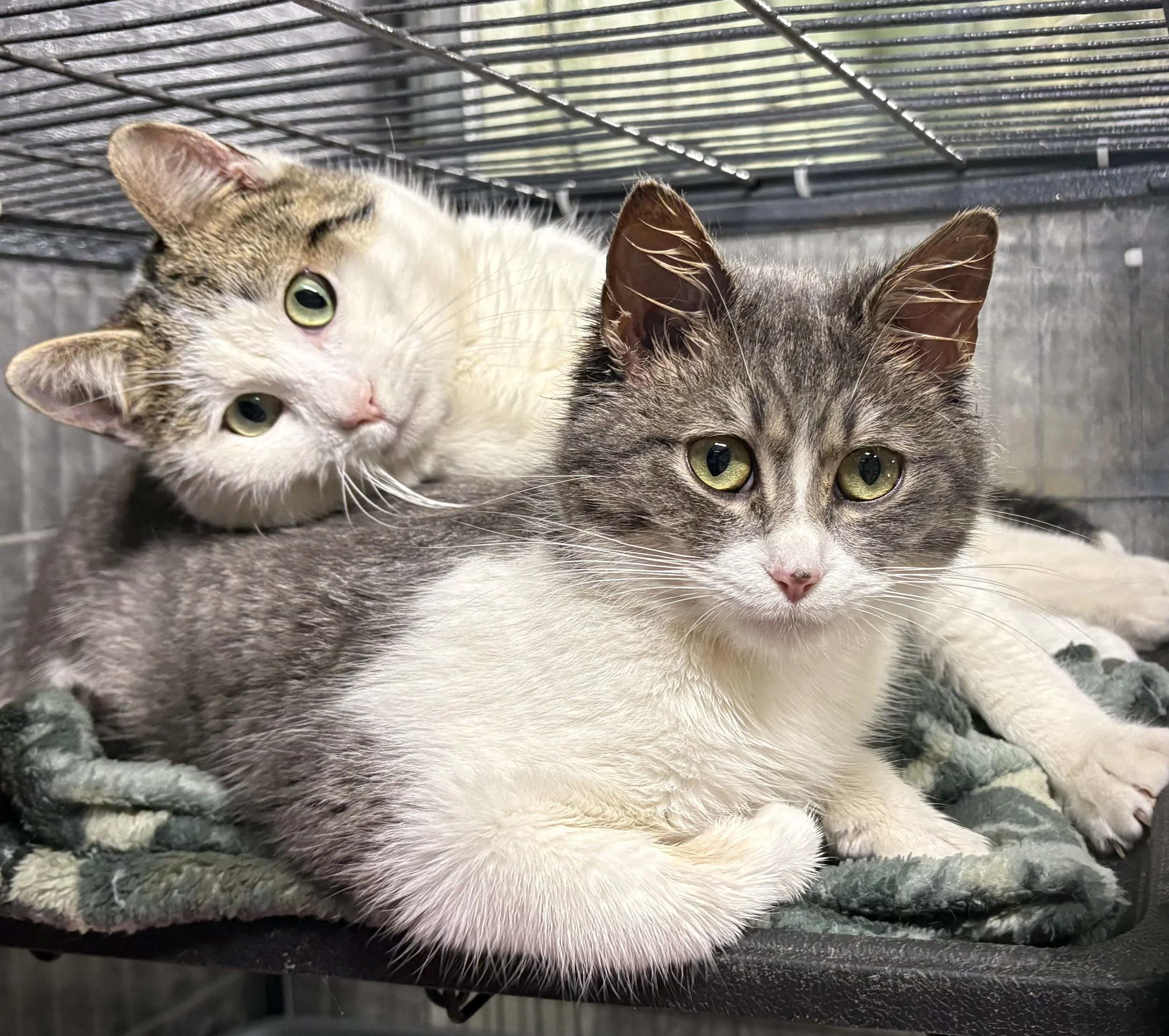 Raiden & Raina 1.jpg