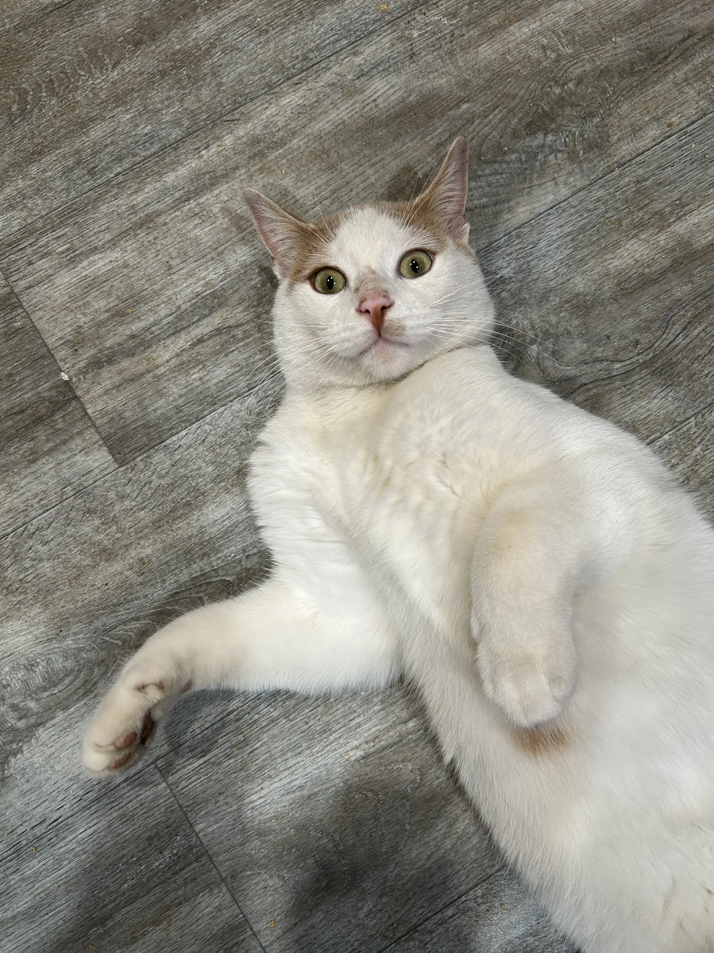 Catrick 8.JPG
