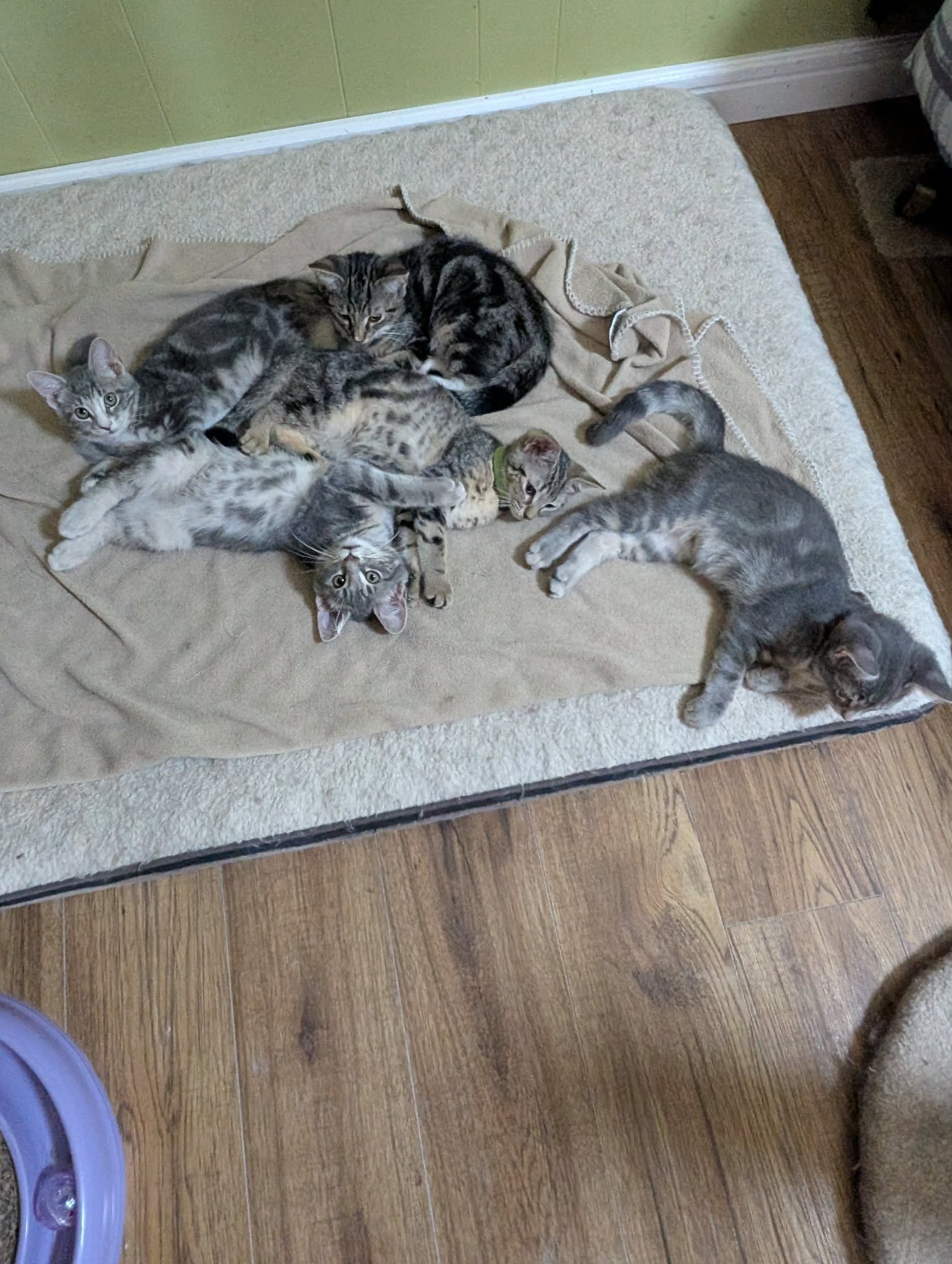 Monica,ross,chandler,rachel,phoebe and marcel.jpg