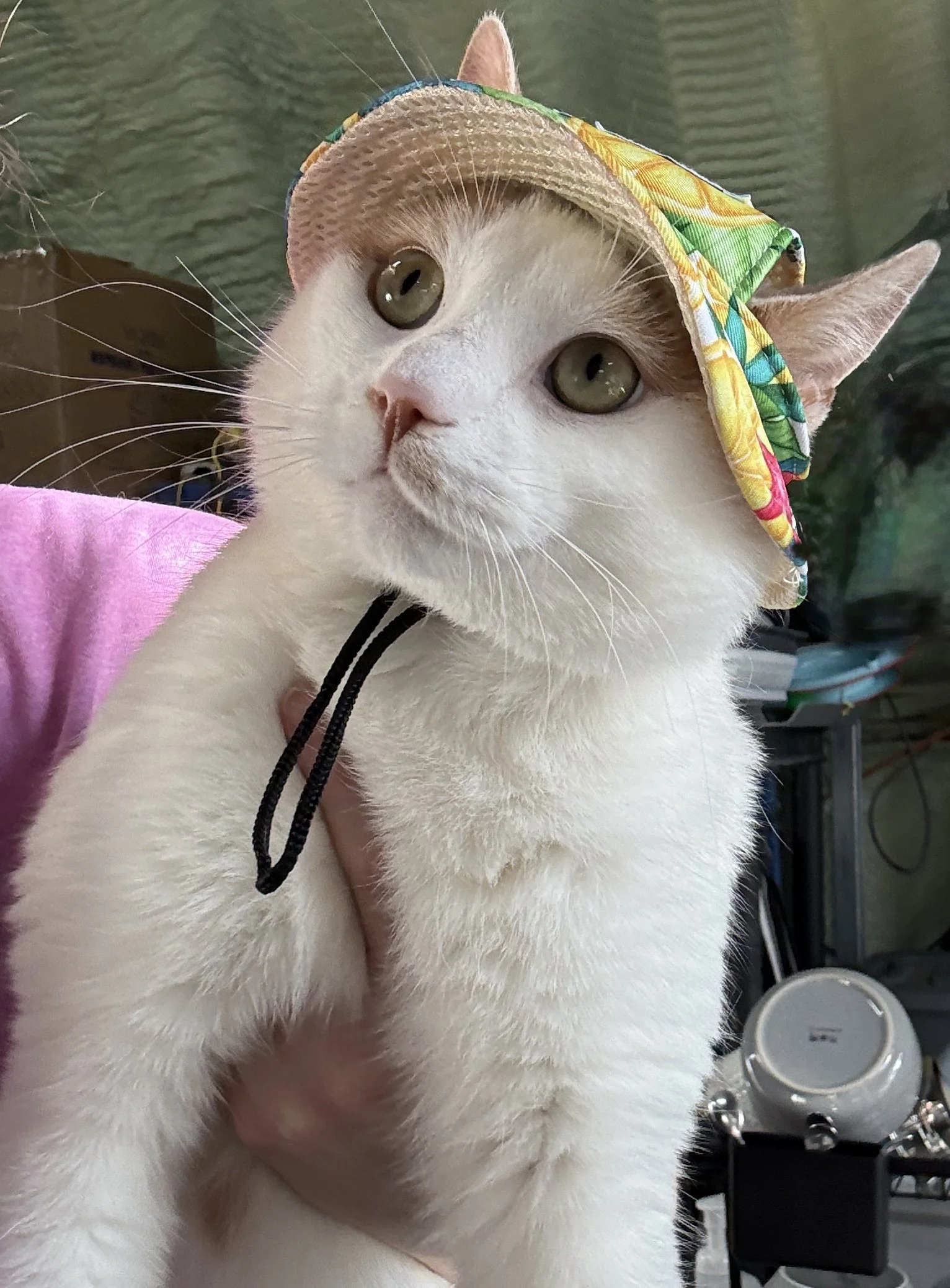 Catrick 6.JPG