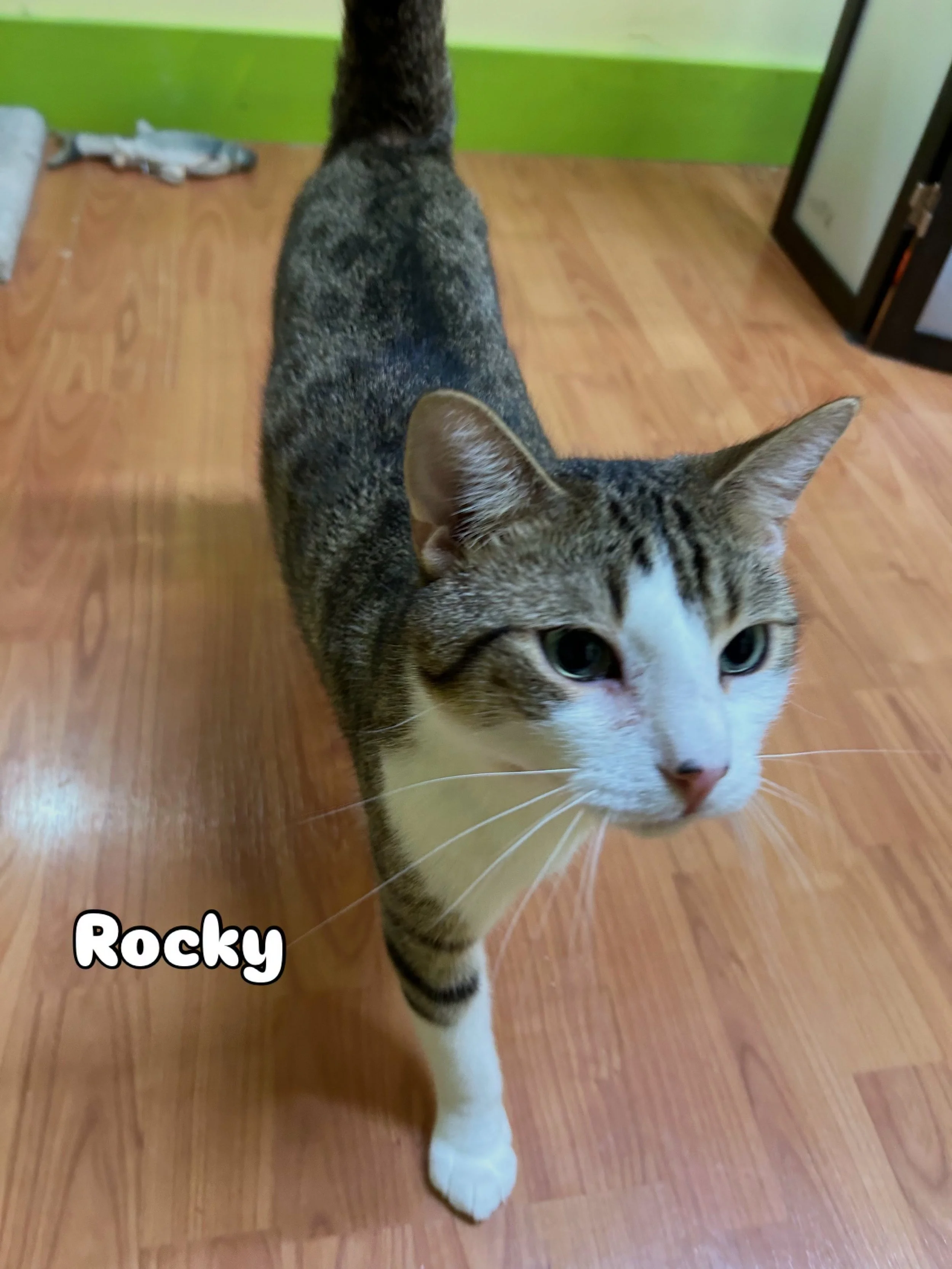 rocky.jpeg