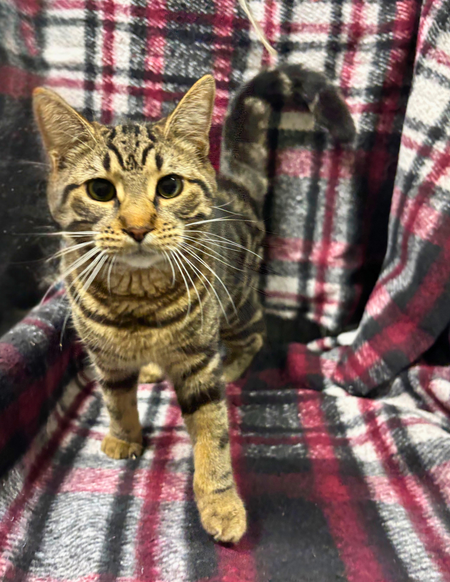Bodhi (bonded with Benji)