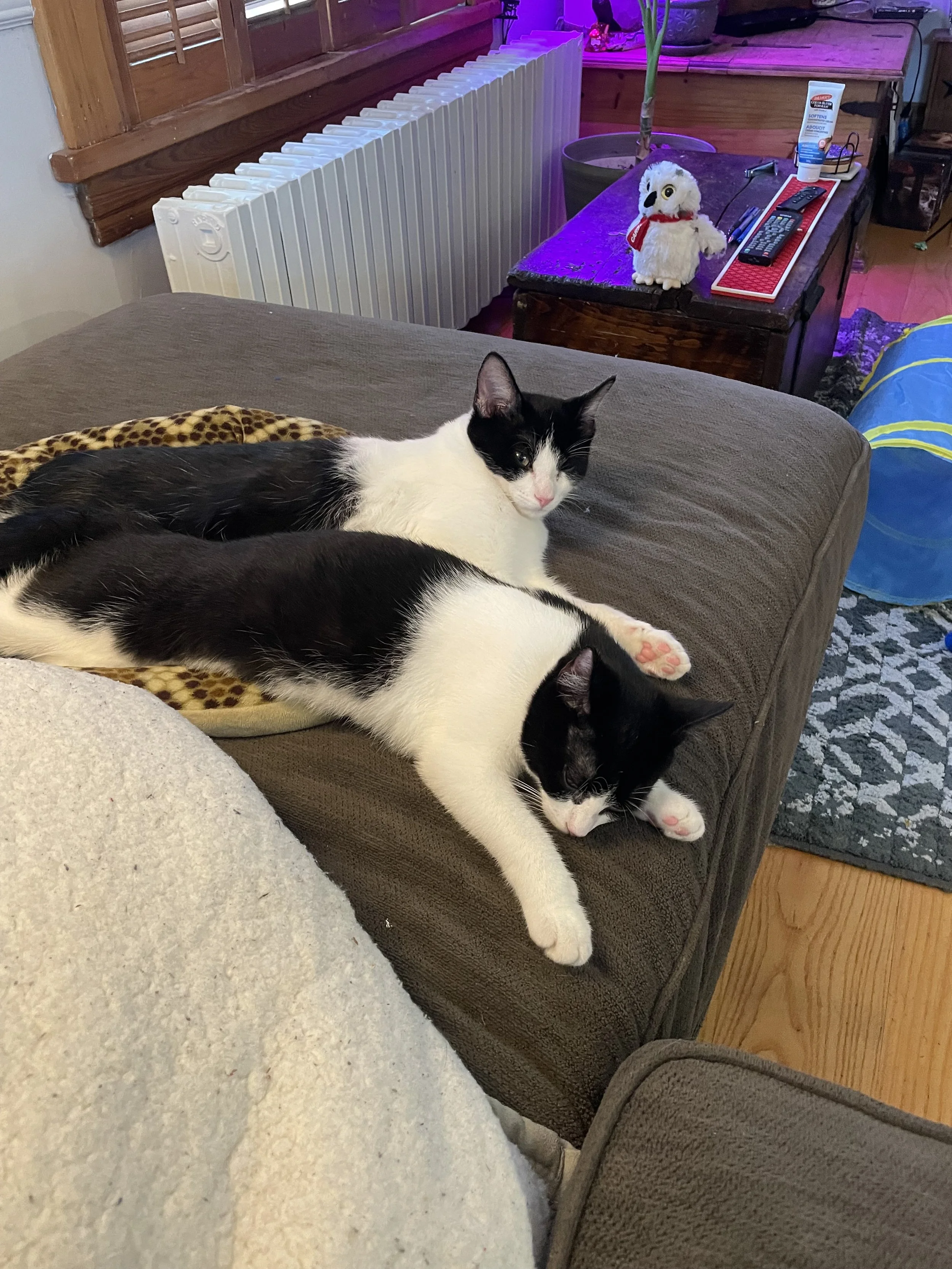 Flash & Shimmer2.jpeg