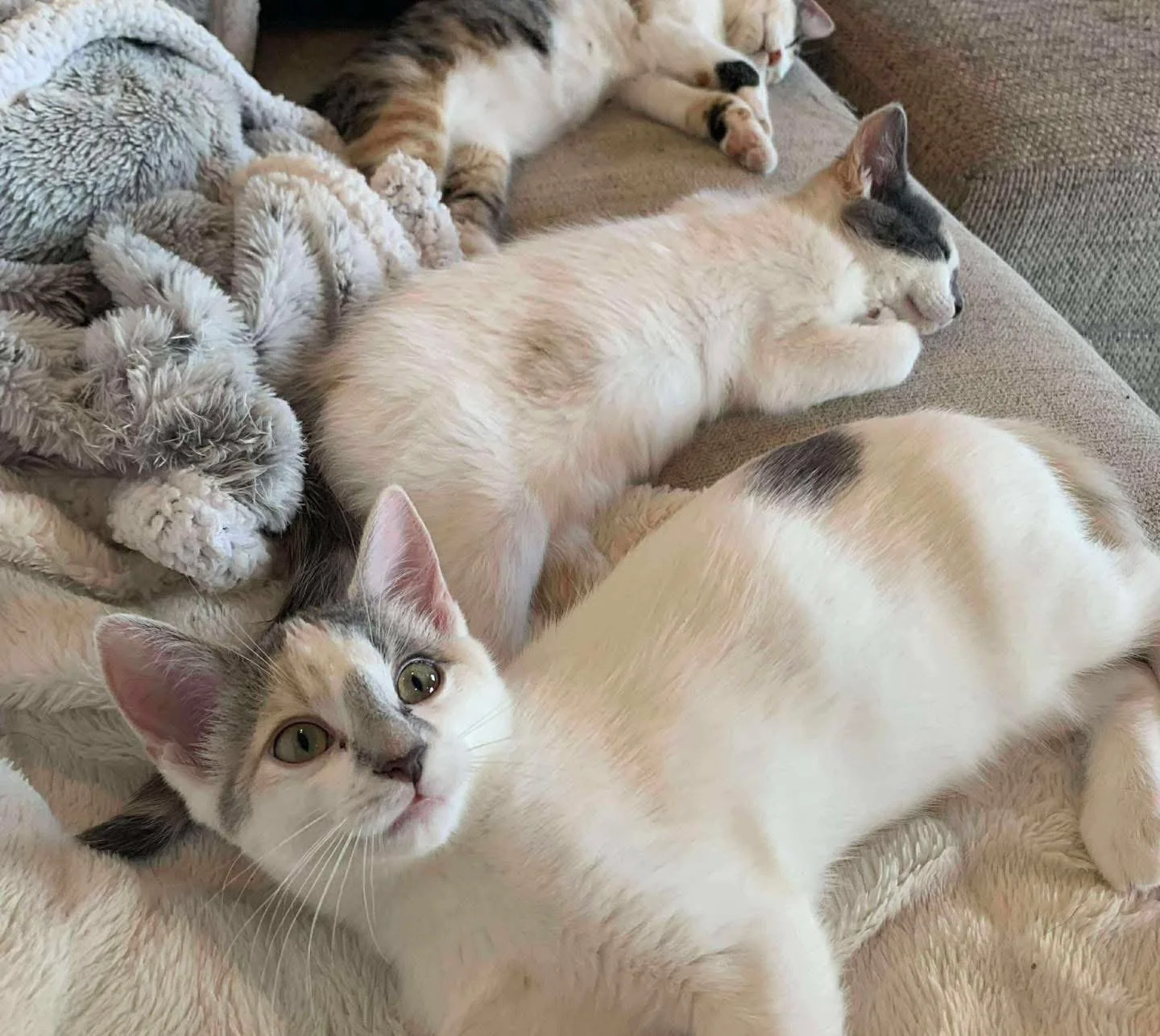 Lila, Lola, Layla.JPG